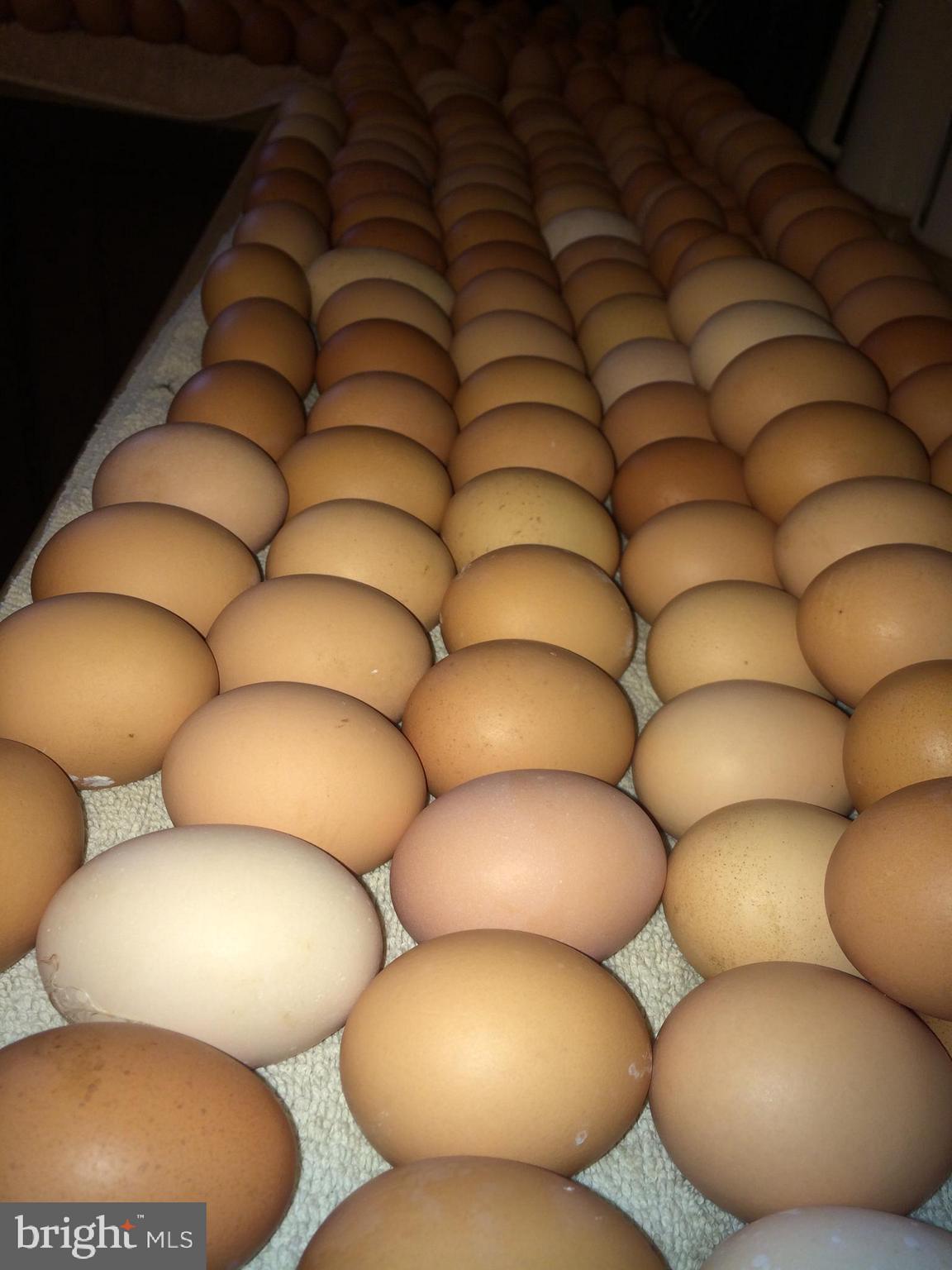 217 Little New York Road Rising Sun, MD 21911 - Photo 31 of 65 Eggs from the chickens on the farm