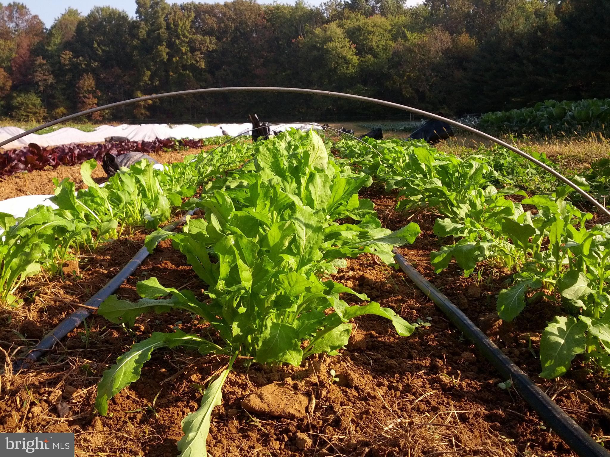 217 Little New York Road Rising Sun, MD 21911 - Photo 32 of 65 Crops