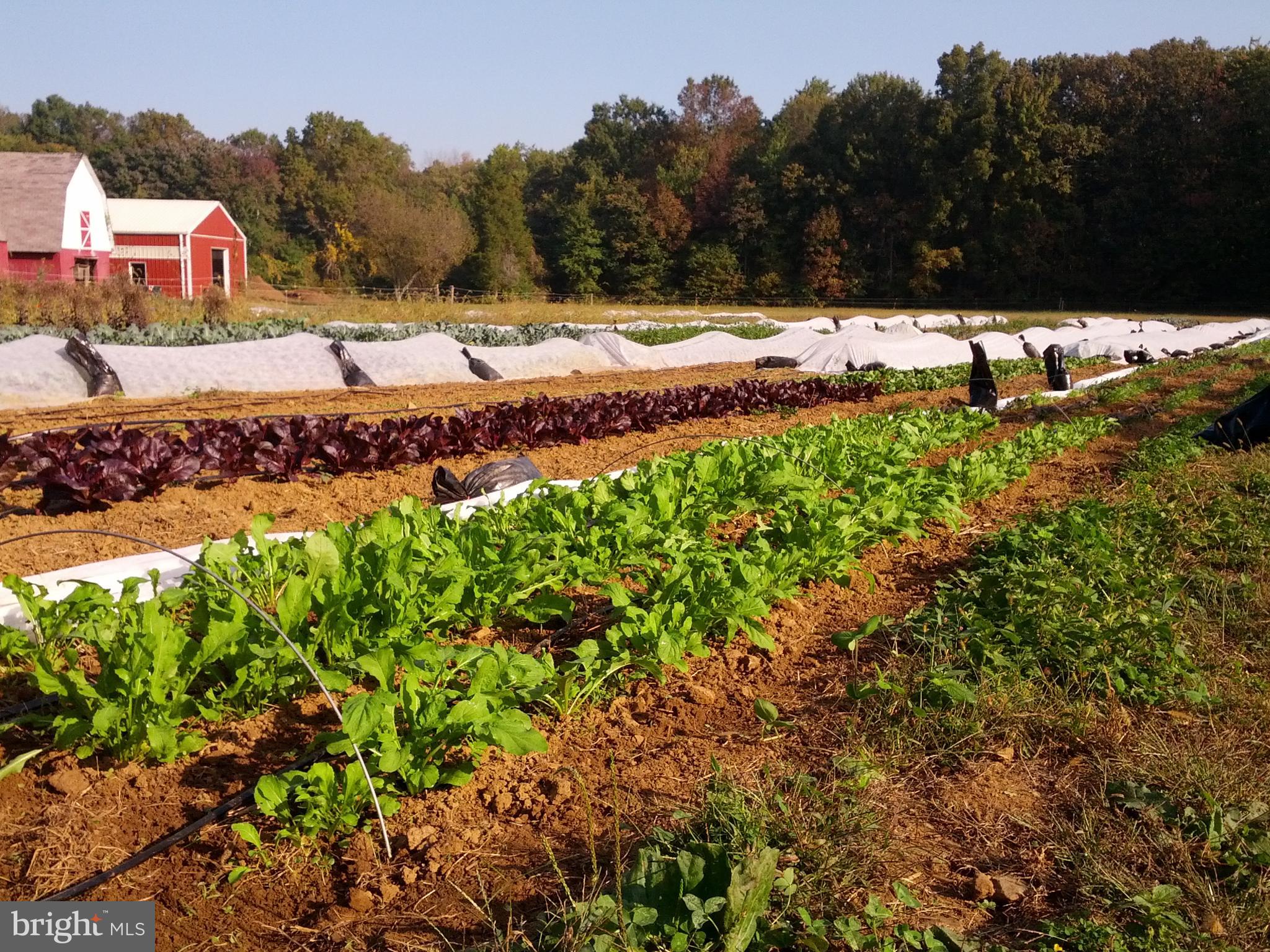 217 Little New York Road Rising Sun, MD 21911 - Photo 33 of 65 More crops