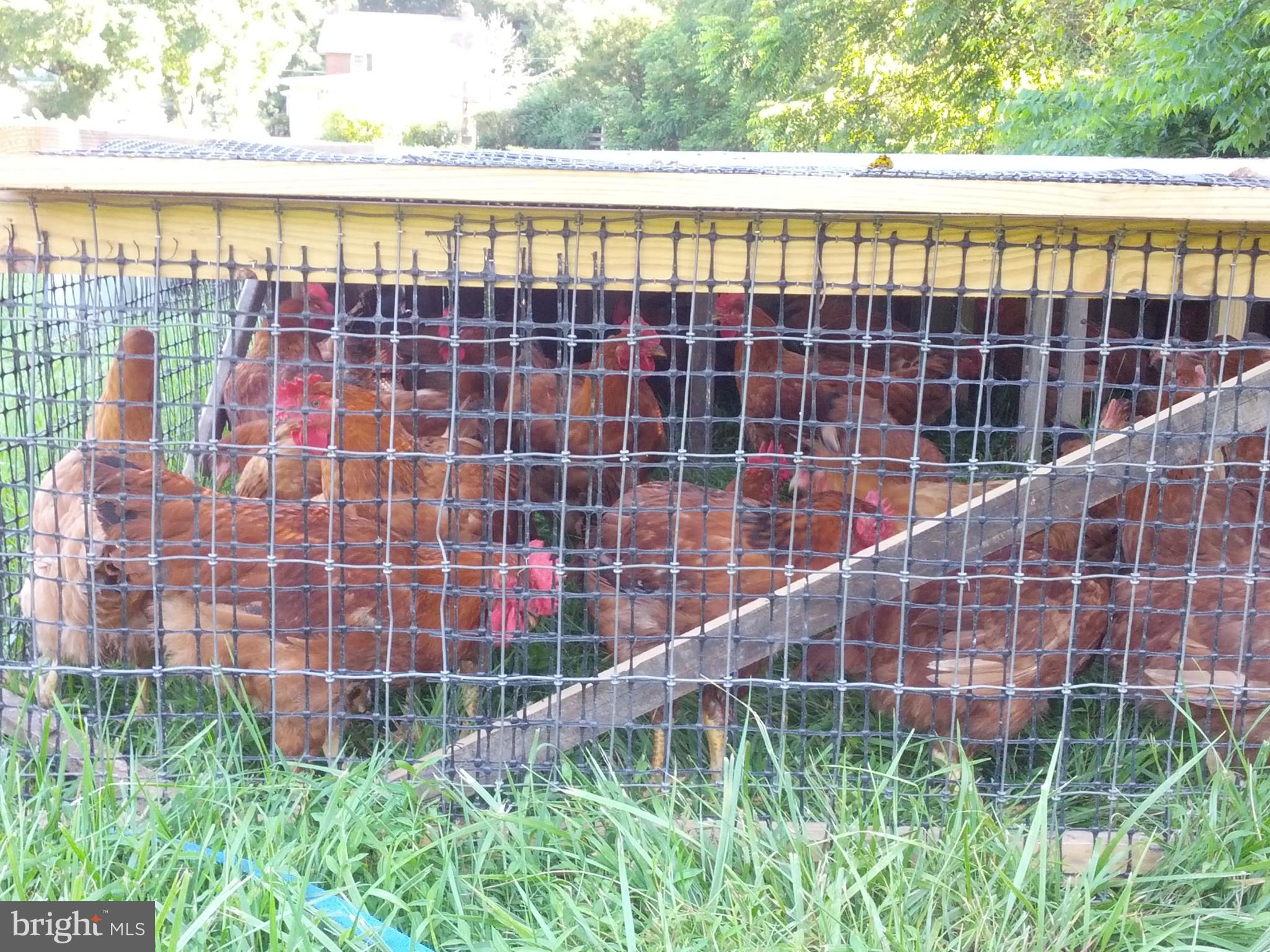217 Little New York Road Rising Sun, MD 21911 - Photo 34 of 65 Chickens