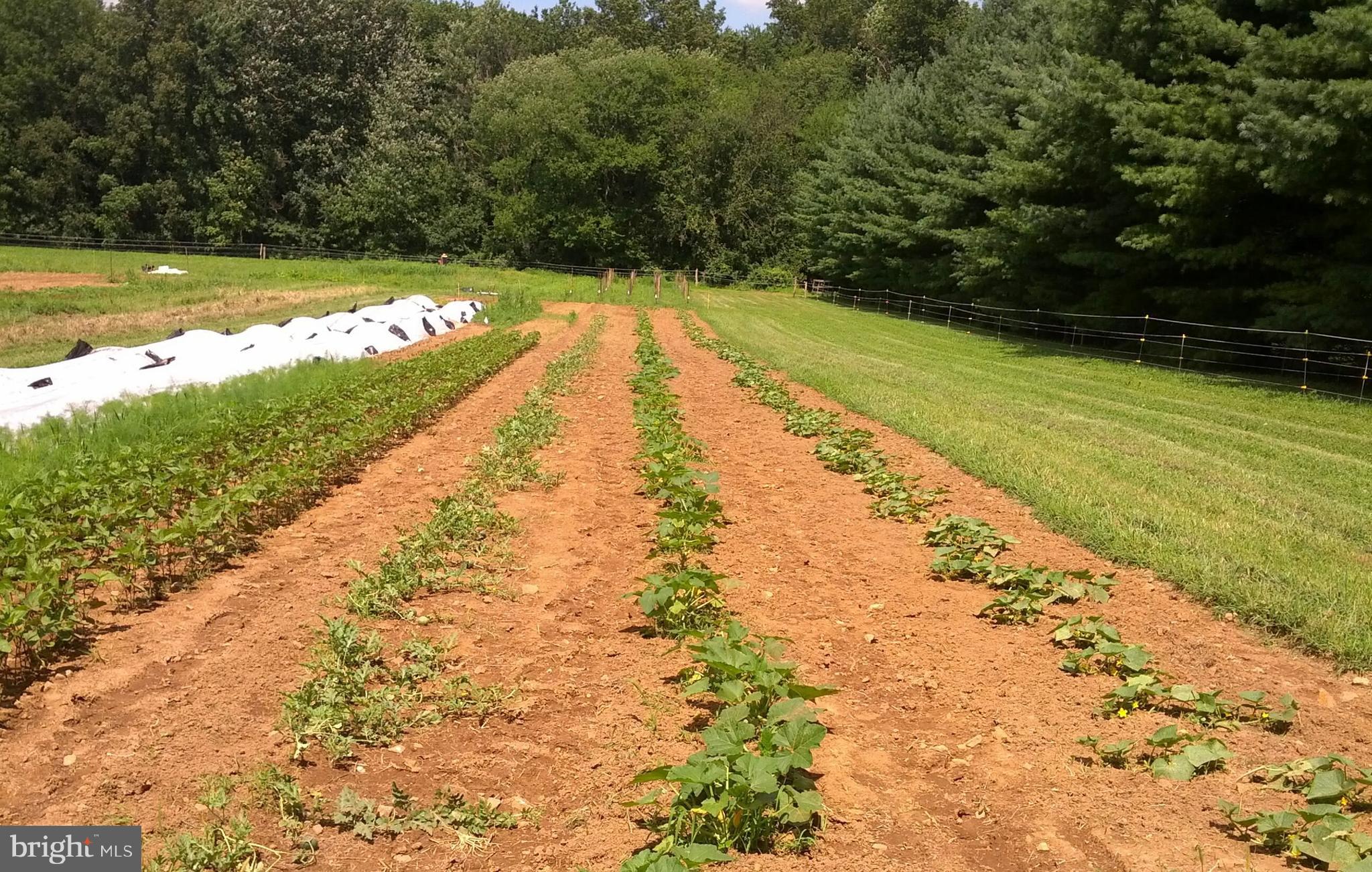 217 Little New York Road Rising Sun, MD 21911 - Photo 39 of 65 New crops
