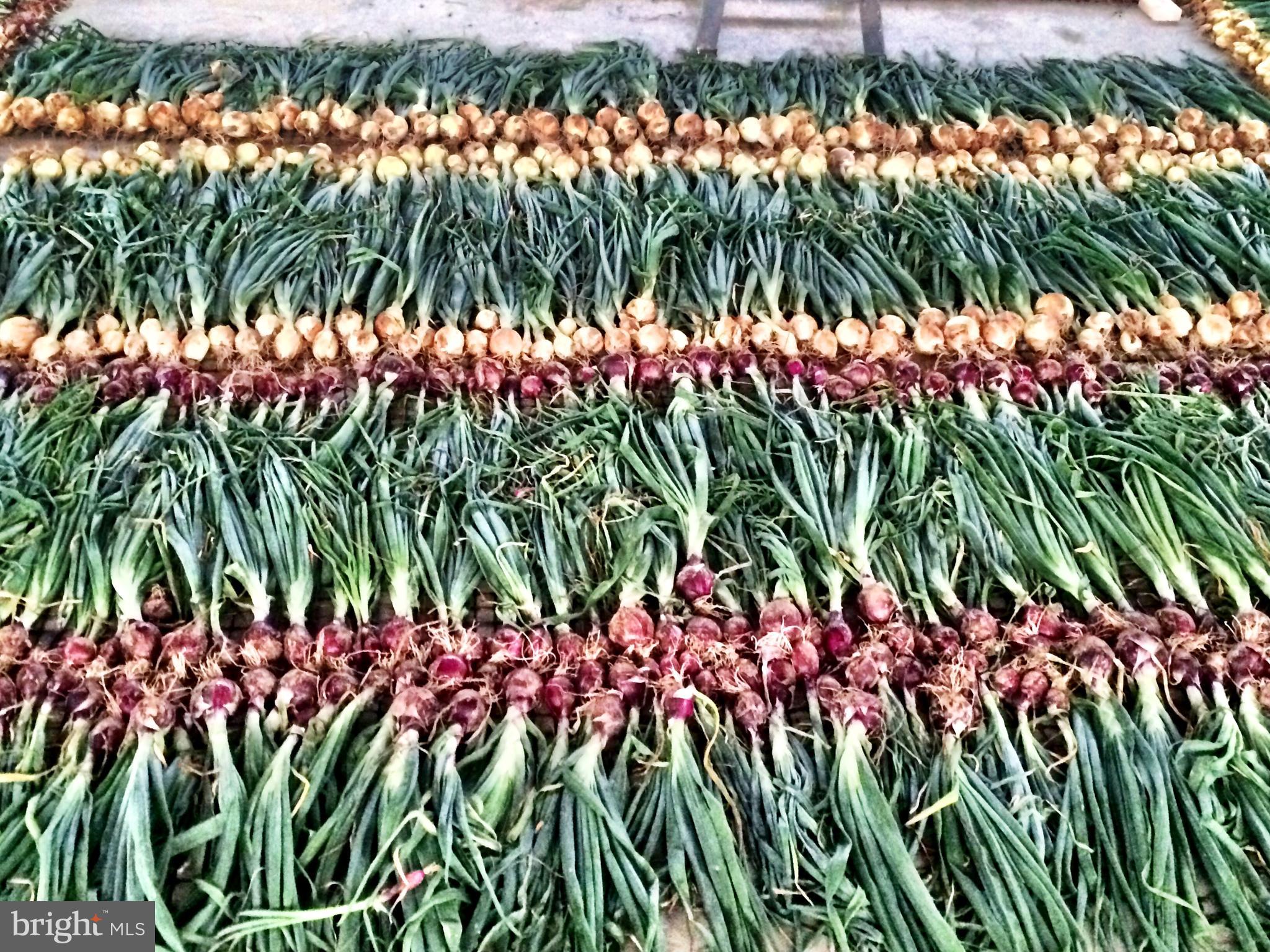 217 Little New York Road Rising Sun, MD 21911 - Photo 41 of 65 onions