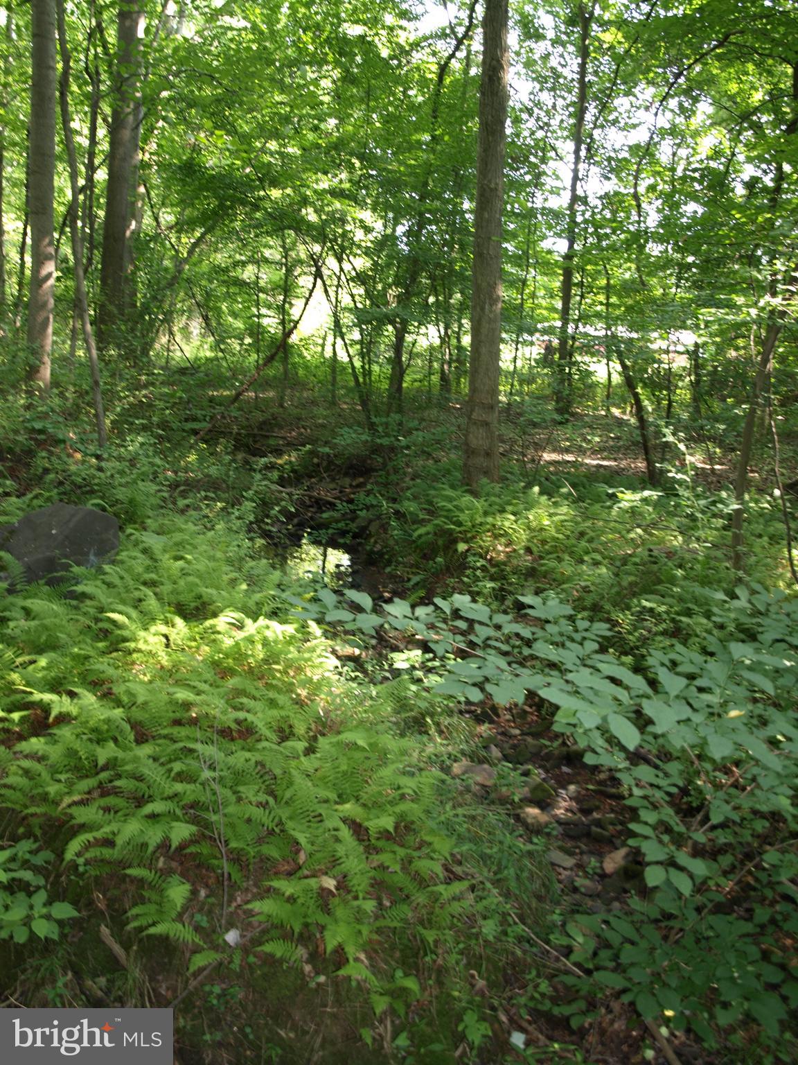 217 Little New York Road Rising Sun, MD 21911 - Photo 47 of 65 Woods on the farm.
