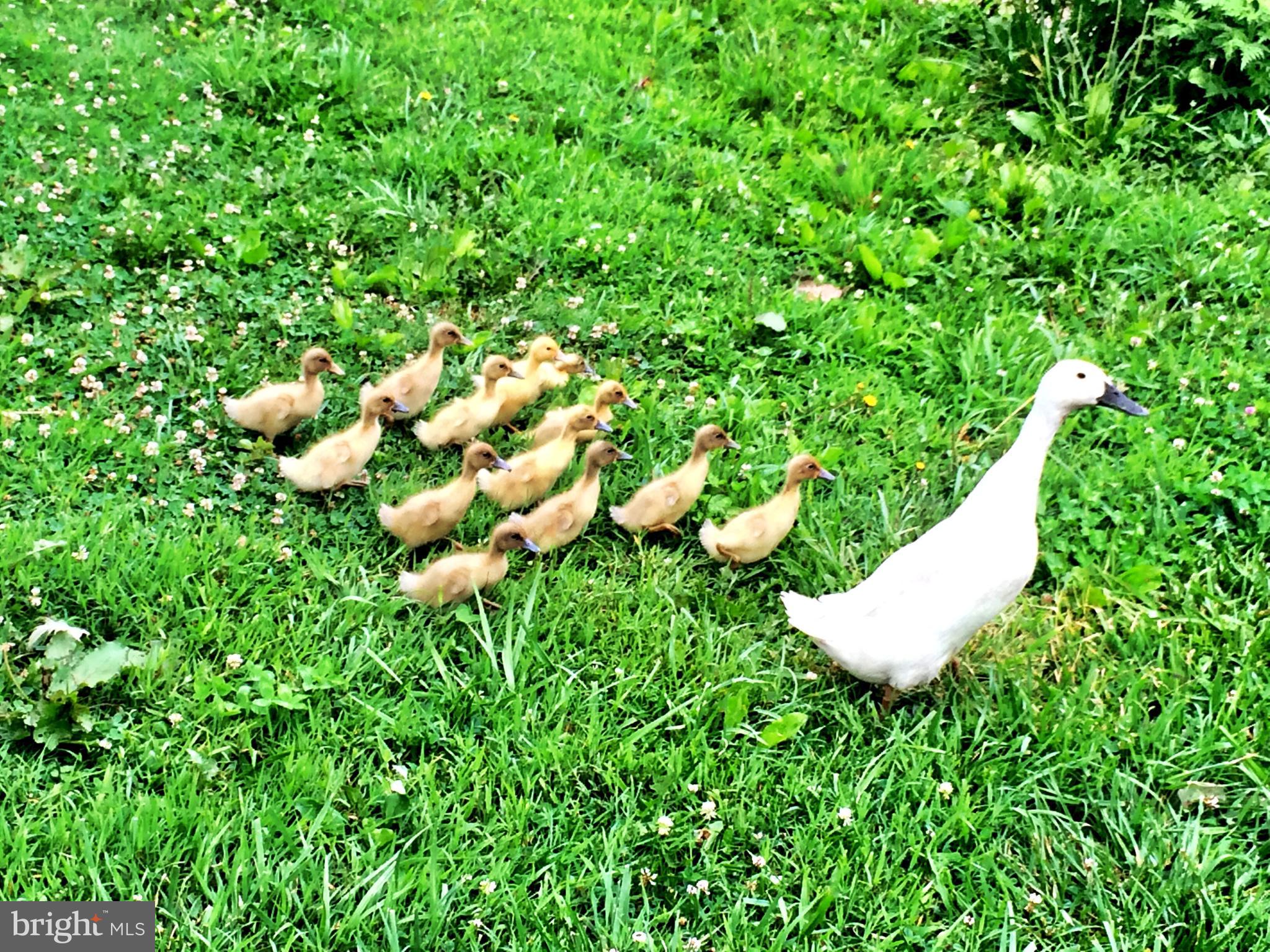 217 Little New York Road Rising Sun, MD 21911 - Photo 65 of 65 Ducks on the farm