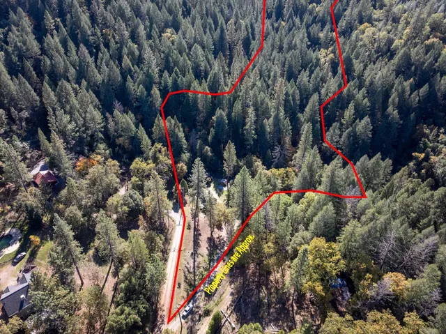 a view of a forest with a tree