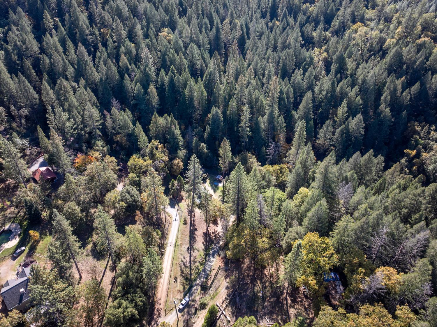 1610 Swansboro Road Placerville, CA 95667 - Photo 38 of 50 a view of a forest with a tree
