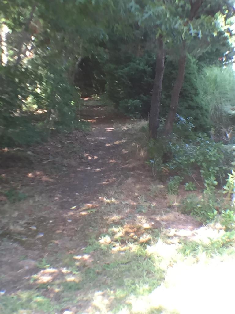 124 Tonset Road Orleans, MA 02653 - Photo 8 of 10 a view of a forest