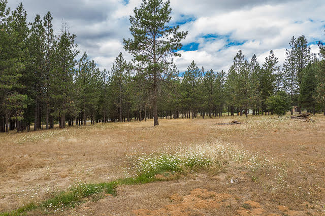 6141 New Hope Road Grants Pass, OR 97527 - Photo 47 of 49 Your own forest!