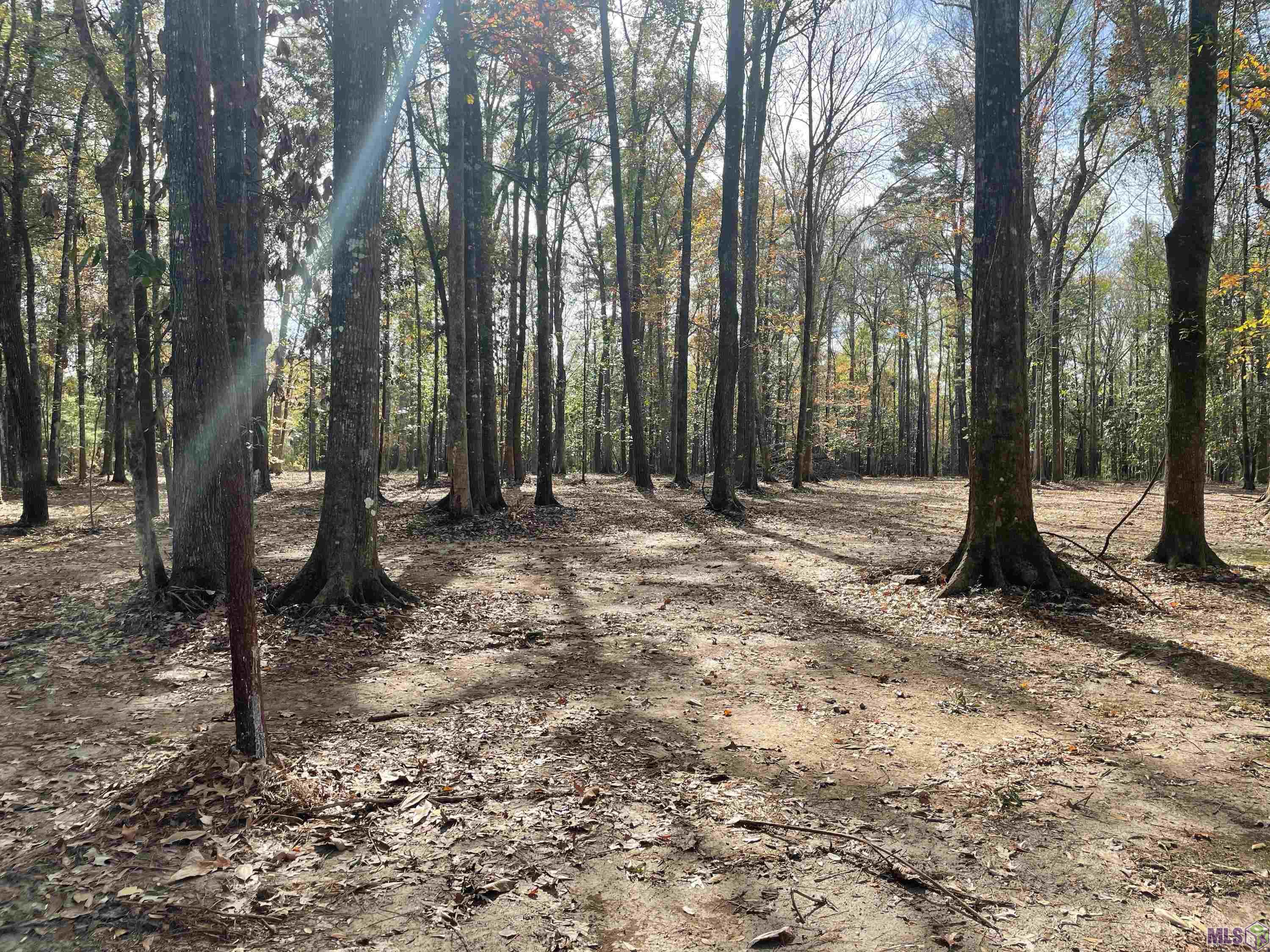 0 Chaney Road Zachary, LA 70791 - Photo 3 of 4 Gallery Image 3