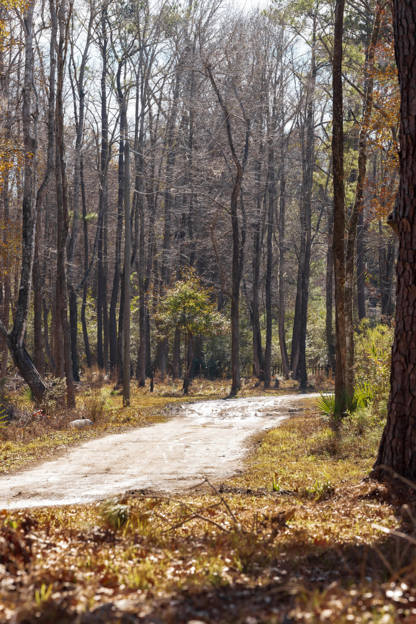 4294 River Road Johns Island, SC 29455 - Photo 22 of 64 103_4294 river rd _mgc7439