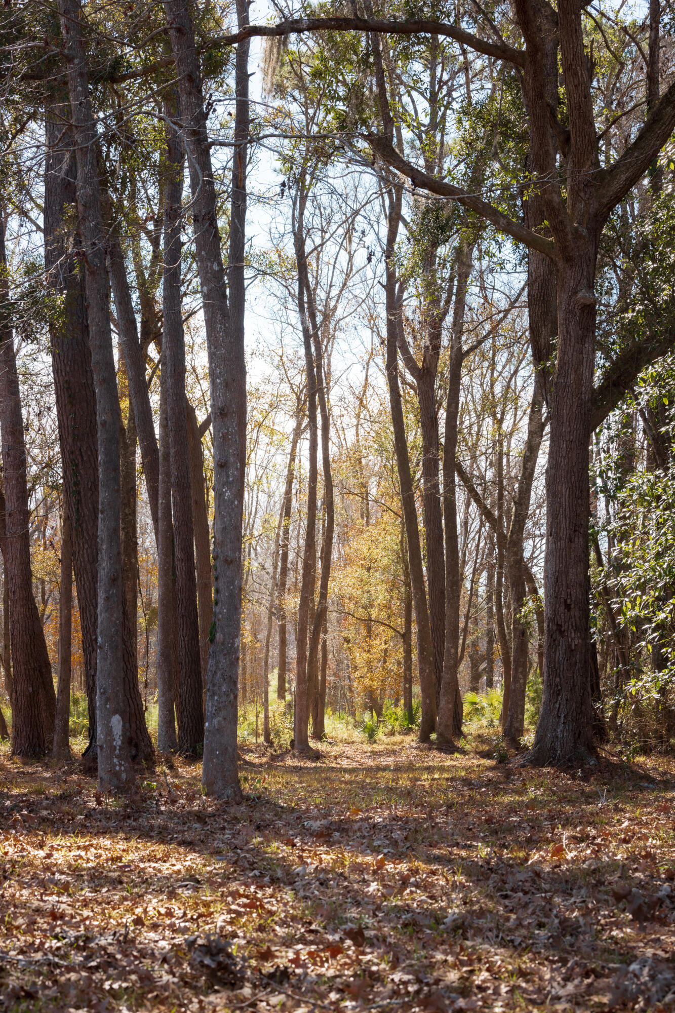 4294 River Road Johns Island, SC 29455 - Photo 25 of 64 100_4294 river rd _mgc7421