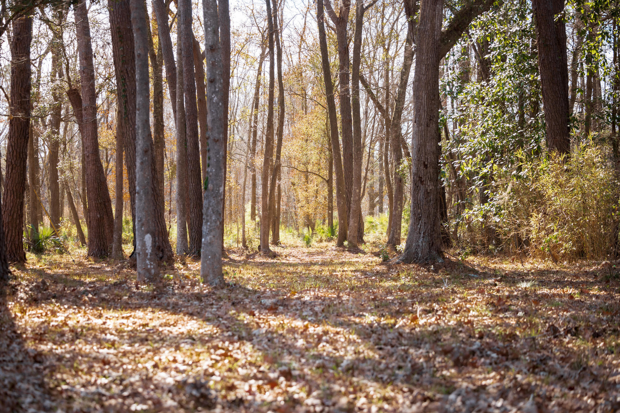 4294 River Road Johns Island, SC 29455 - Photo 26 of 64 99_4294 river rd _mgc7412 (1)