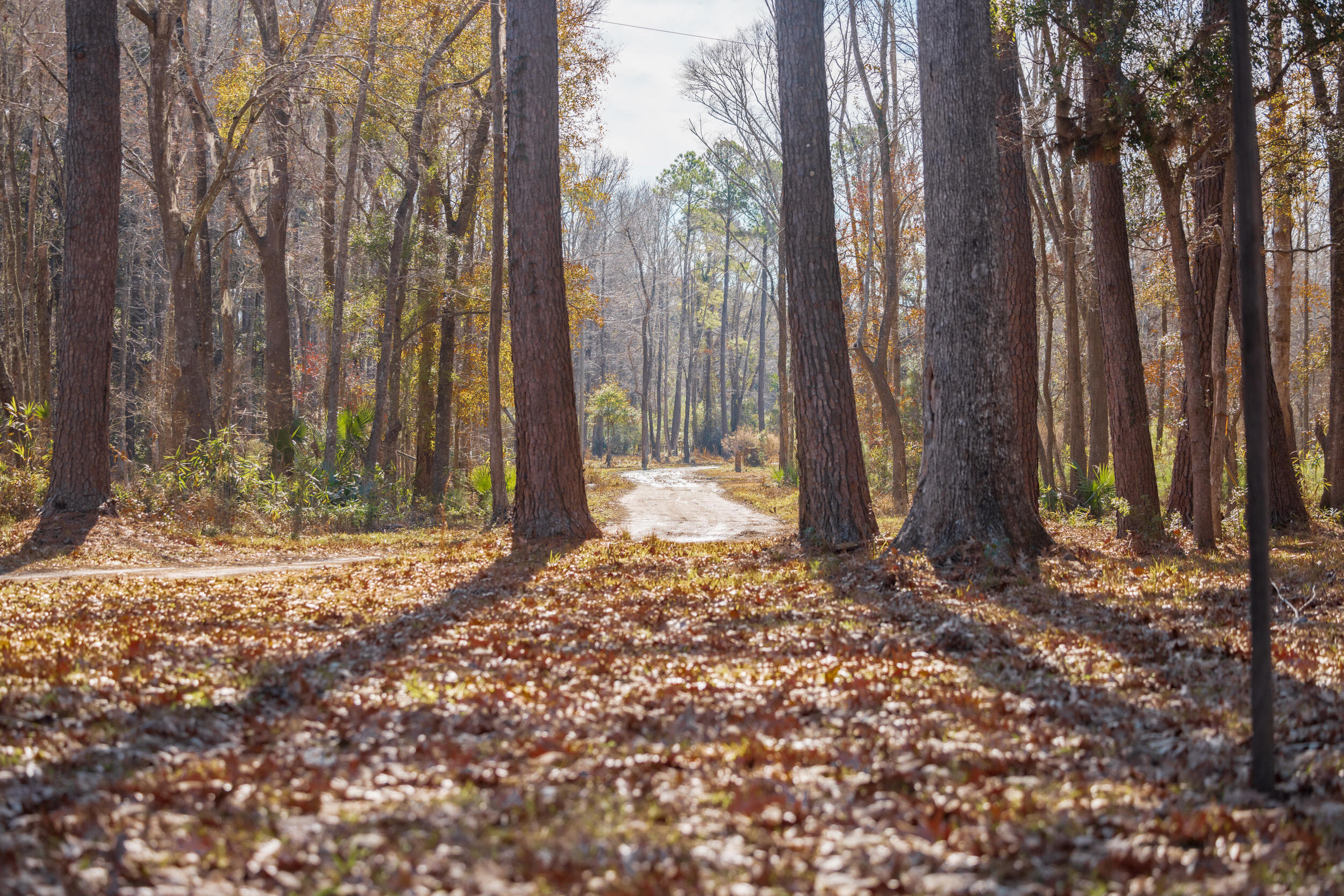 4294 River Road Johns Island, SC 29455 - Photo 28 of 64 95_4294 river rd _mgc7397