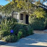 a plant that is in front of a house