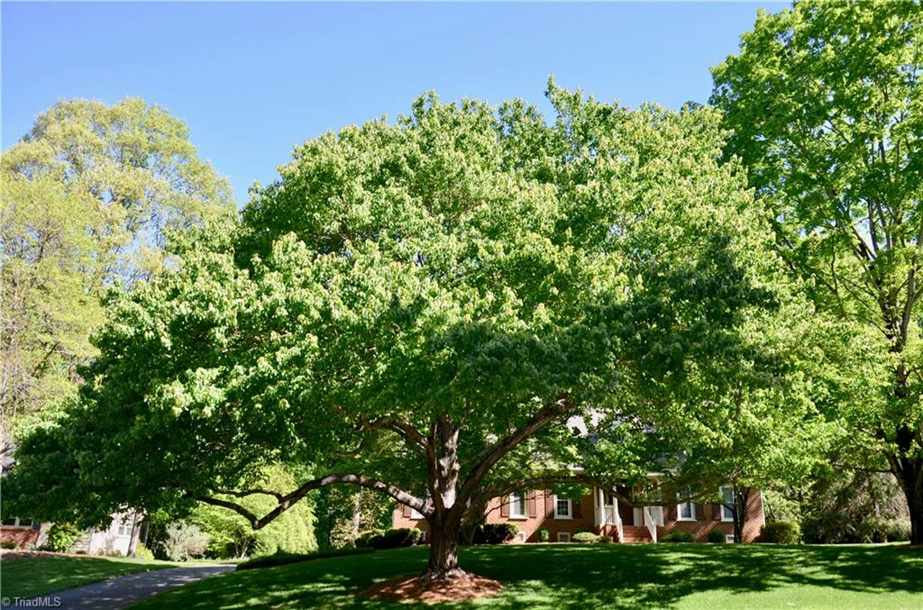 952 Bryanplace Road Winston-Salem, NC 27104 - Photo 2 of 30 Check out this exquisite maple tree spanning 30+ feet across the property. It s a joyous sight all year round. Grateful for it beauty and wonderful air-cleaning qualities.