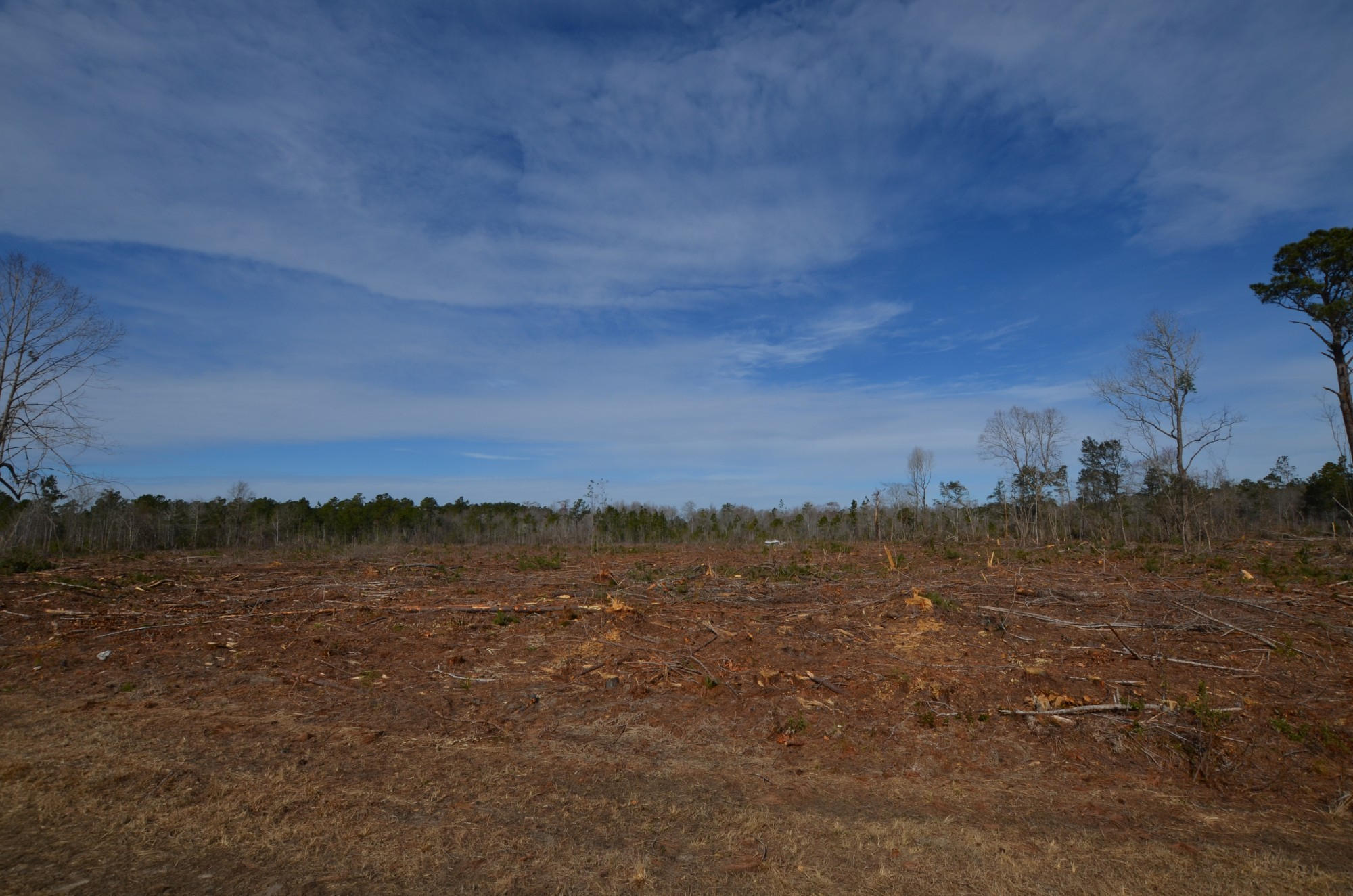 0 Weston Road McClellanville, SC 29458 - Photo 3 of 5 West of drainage ditch