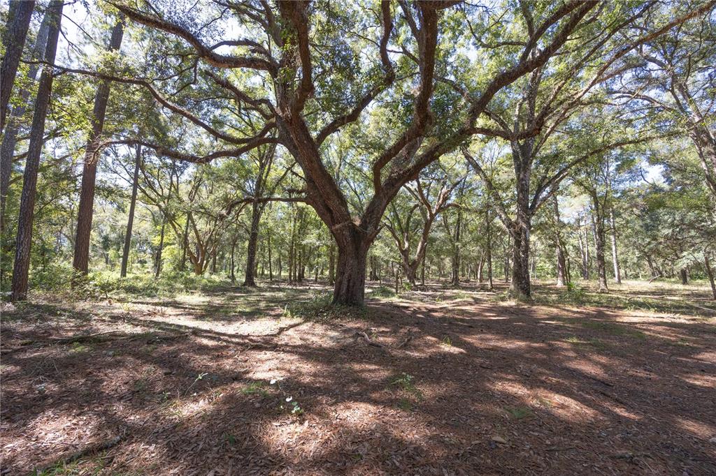 673 Webster Webster, FL 33597 - Photo 27 of 69 Gallery Image 27