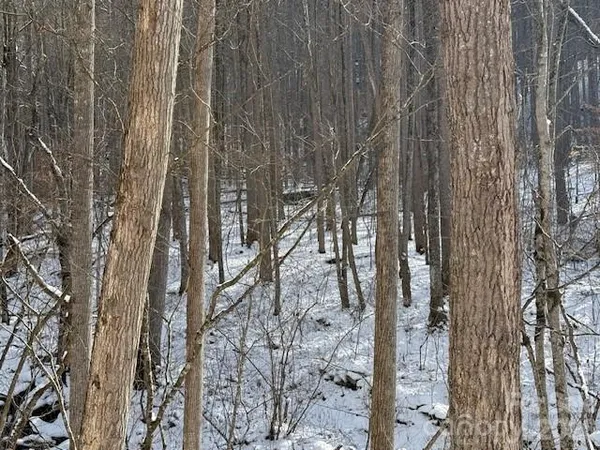 a view of forest