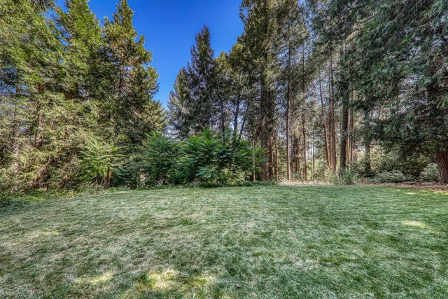 a view of a grassy field with trees in the background