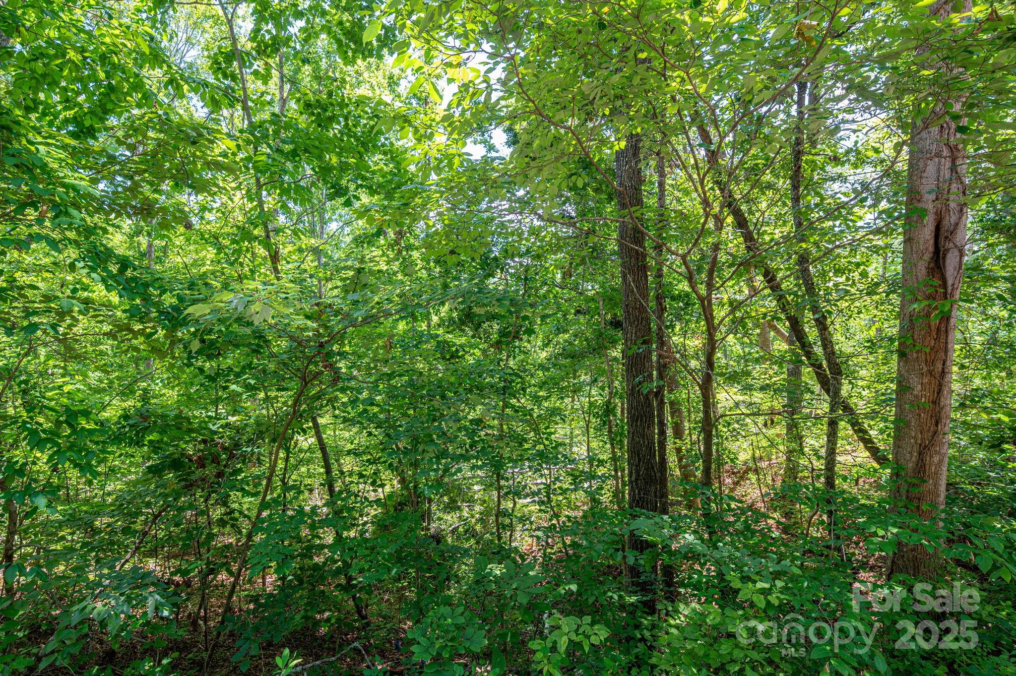 Lot 132 Plantation Drive Rutherfordton, NC 28139 - Photo 3 of 17 a view of forest