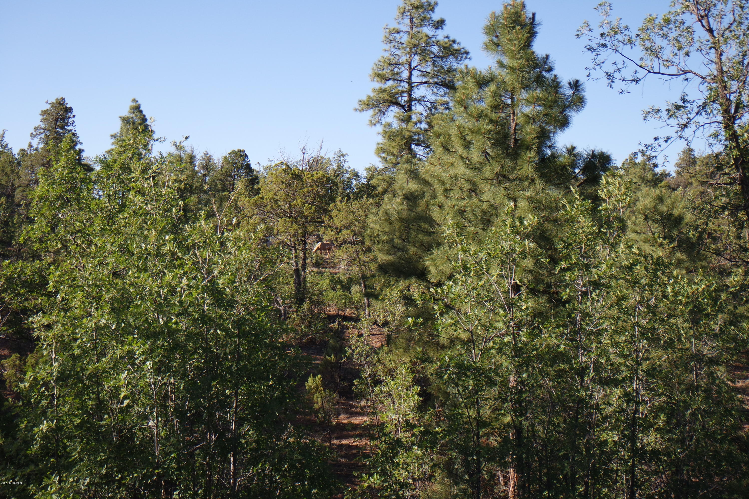 6017 Rim Road Show Low, AZ 85901 - Photo 4 of 7 Mature Trees