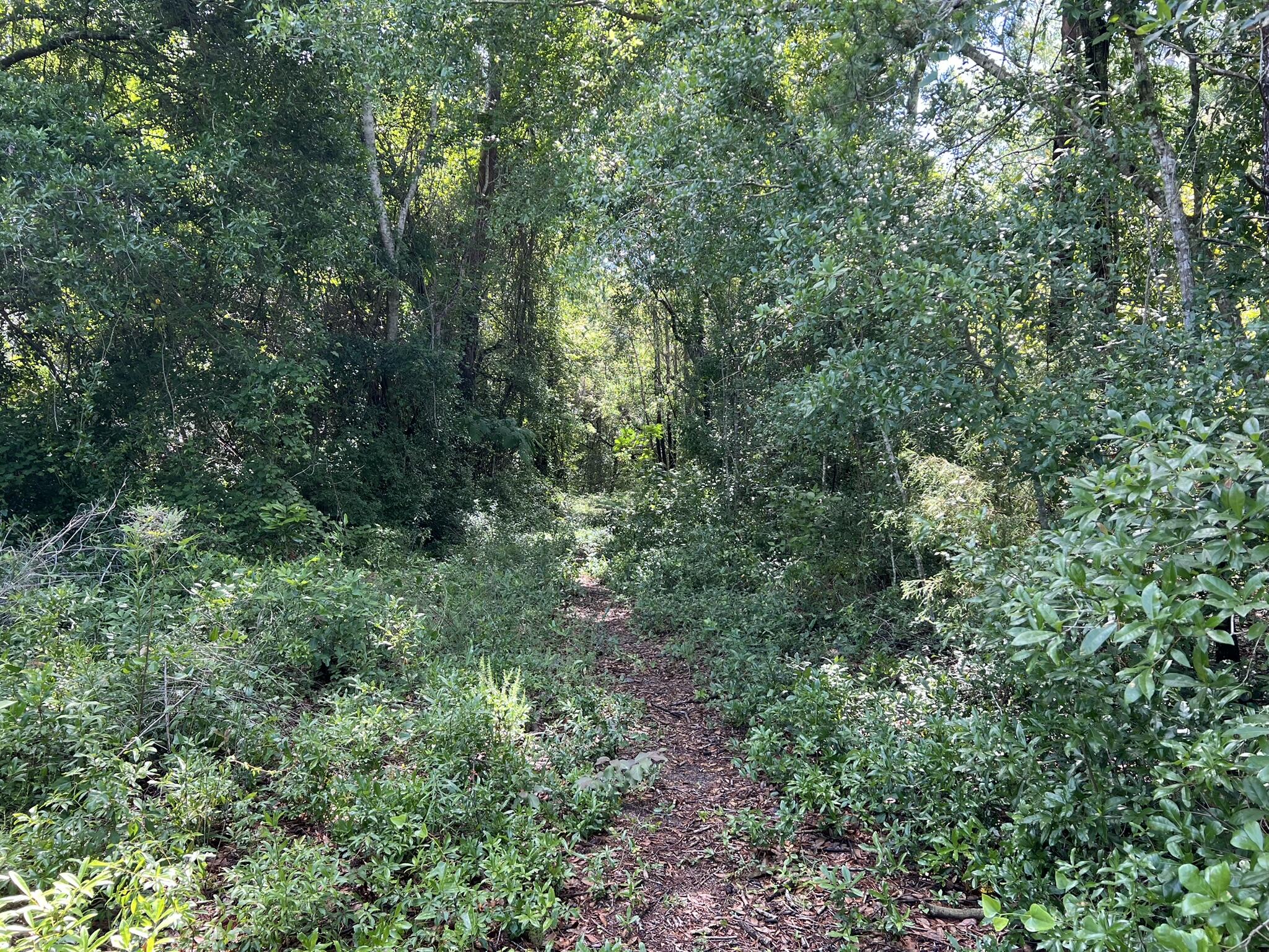 Xx Northwest Xx Nw Mooney Road Fort Walton Beach, FL 32547 - Photo 16 of 26 a view of a lush green forest