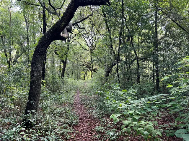 a view of a trees in a yard