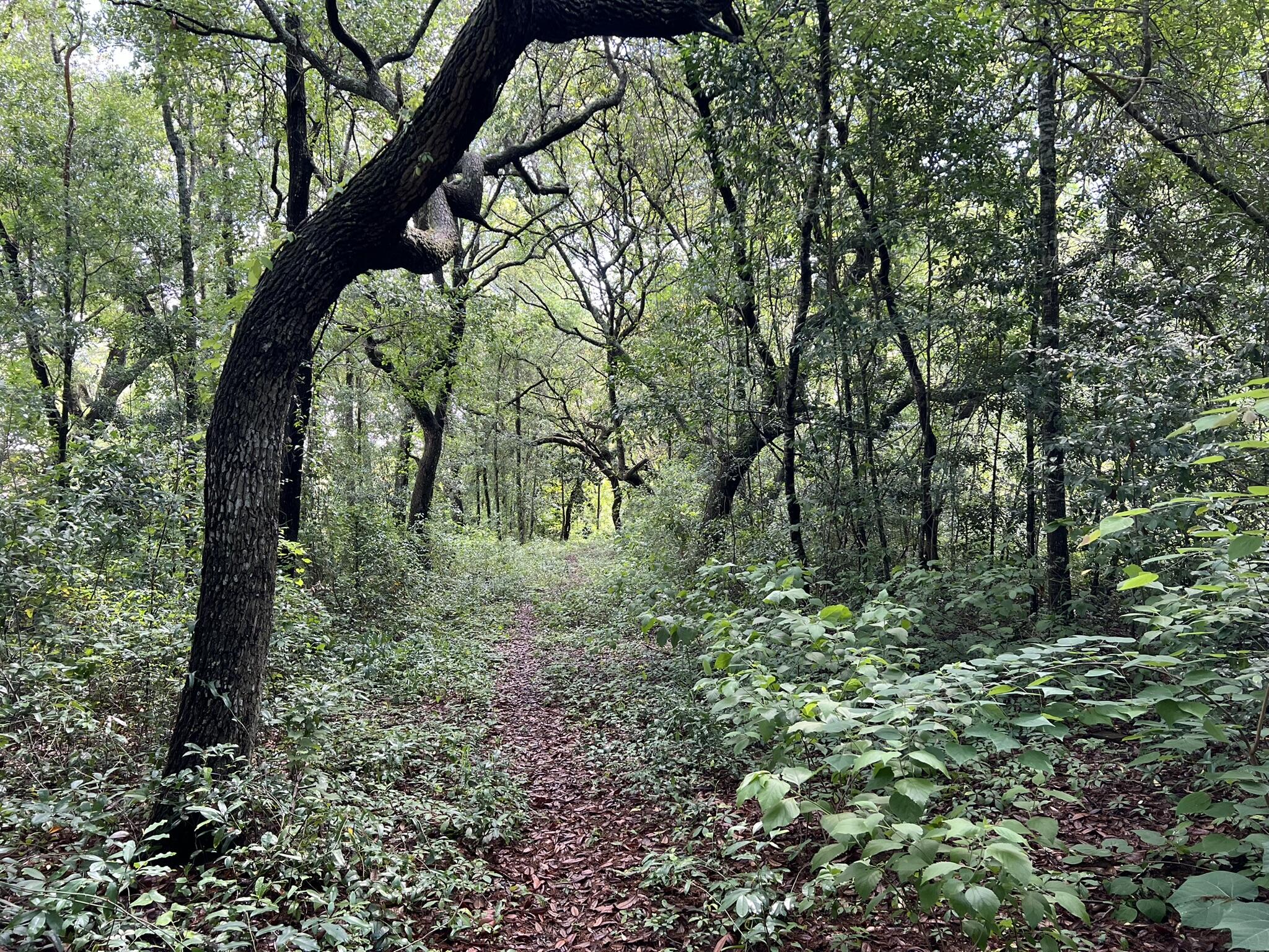 Xx Northwest Xx Nw Mooney Road Fort Walton Beach, FL 32547 - Photo 17 of 26 a view of a trees in a yard