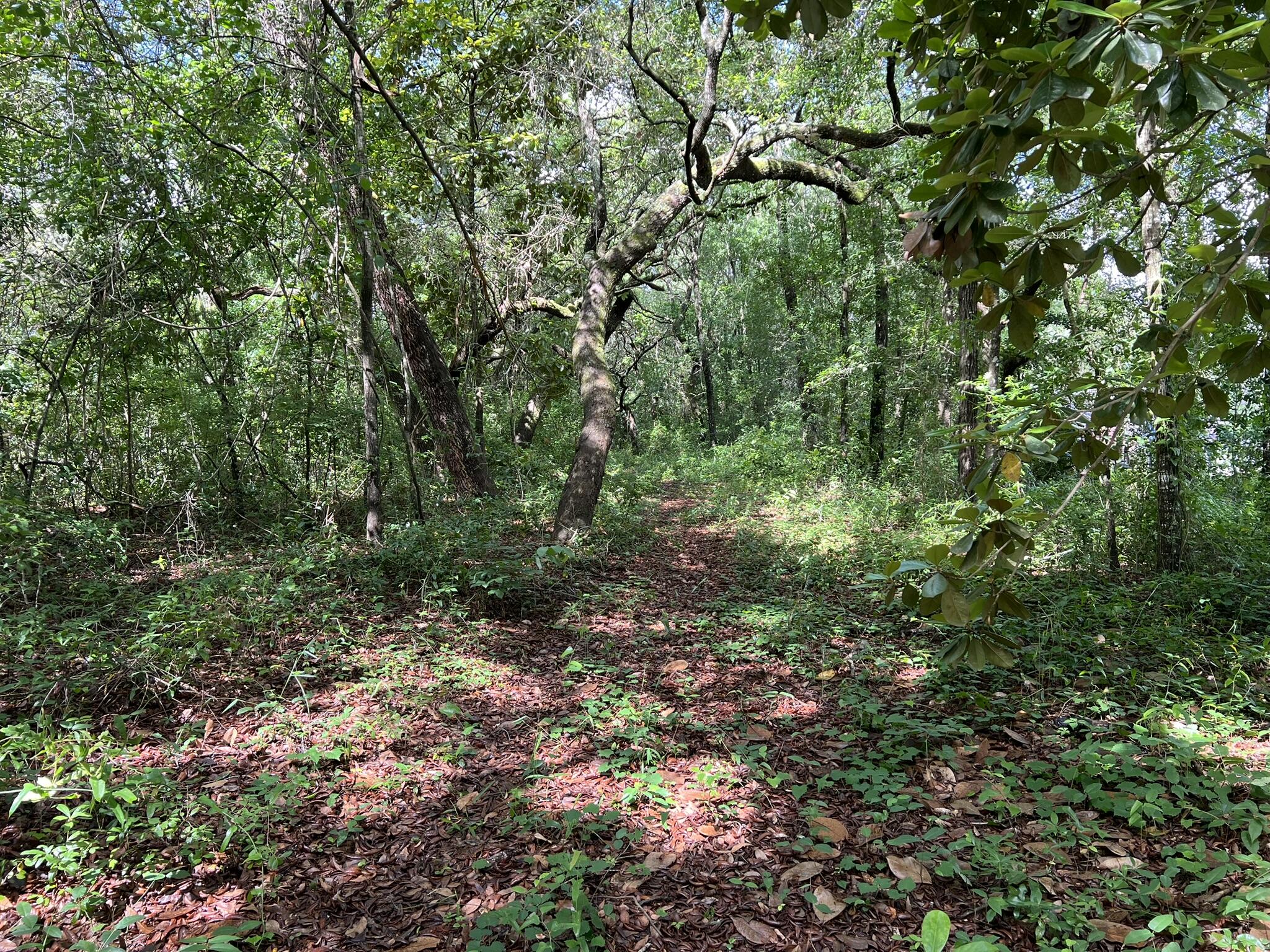 Xx Northwest Xx Nw Mooney Road Fort Walton Beach, FL 32547 - Photo 19 of 26 a view of a forest with a tree