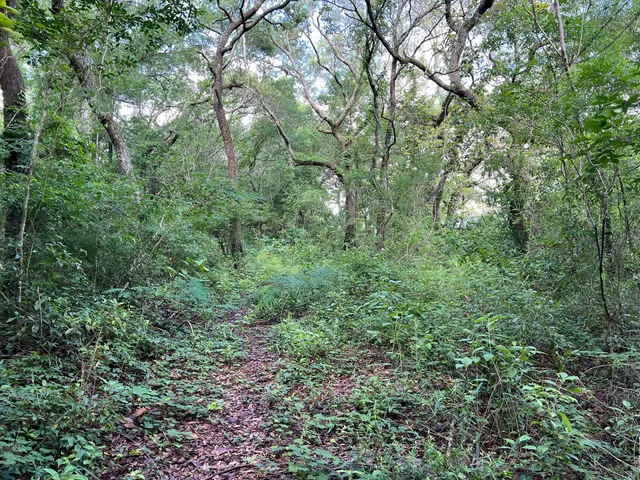 a view of a lush green forest