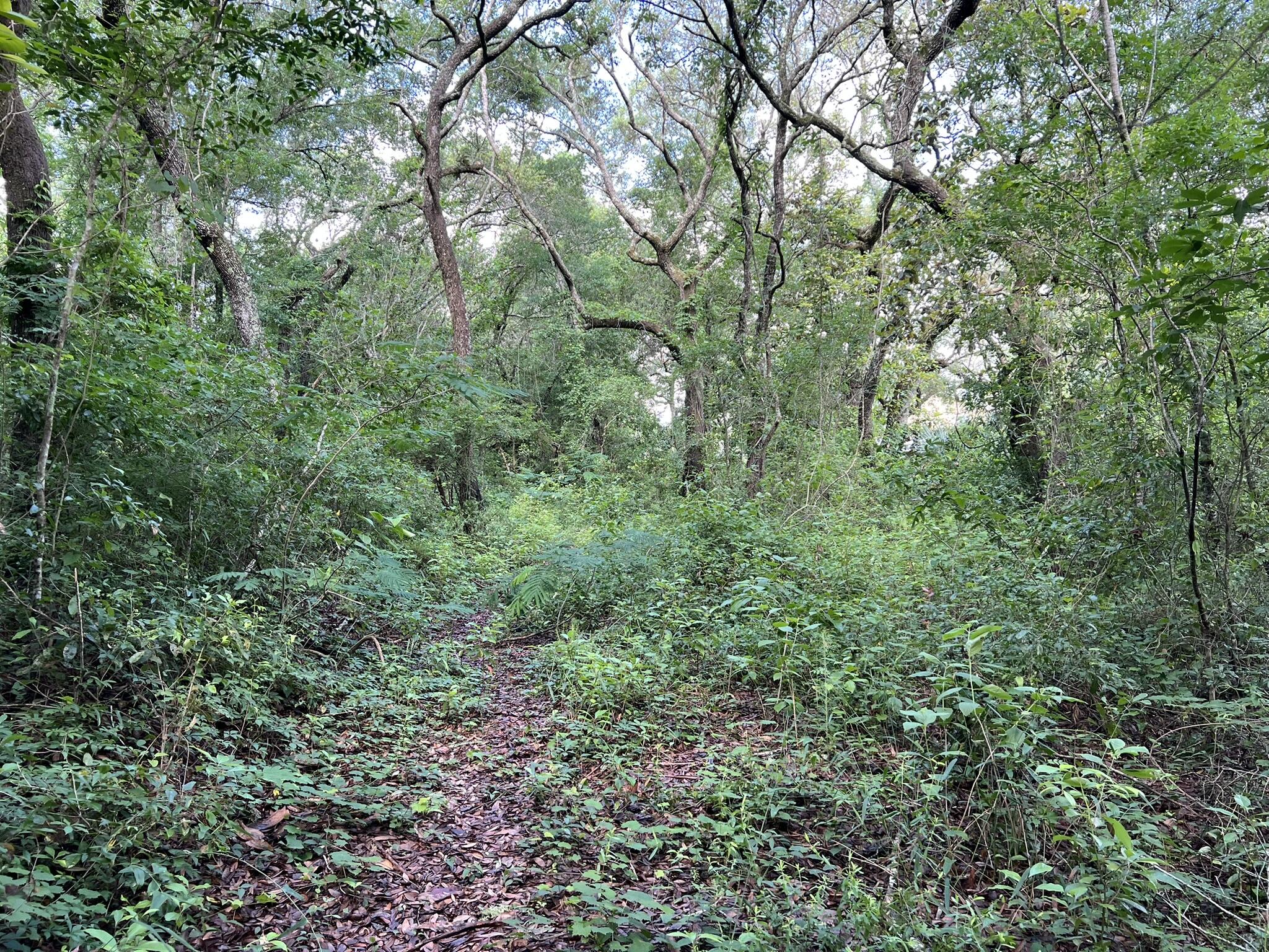 Xx Northwest Xx Nw Mooney Road Fort Walton Beach, FL 32547 - Photo 20 of 26 a view of a lush green forest