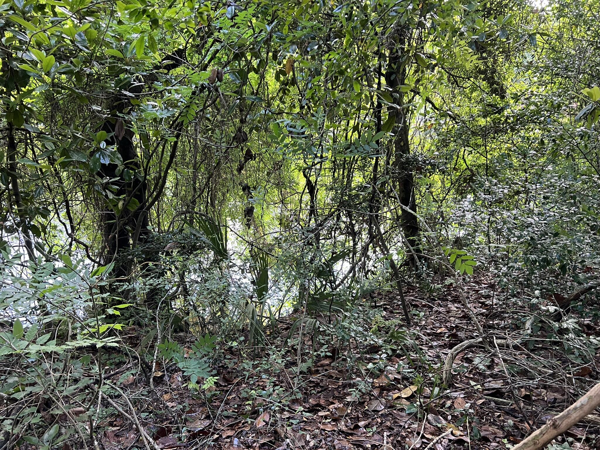 Xx Northwest Xx Nw Mooney Road Fort Walton Beach, FL 32547 - Photo 21 of 26 a close up of a plant