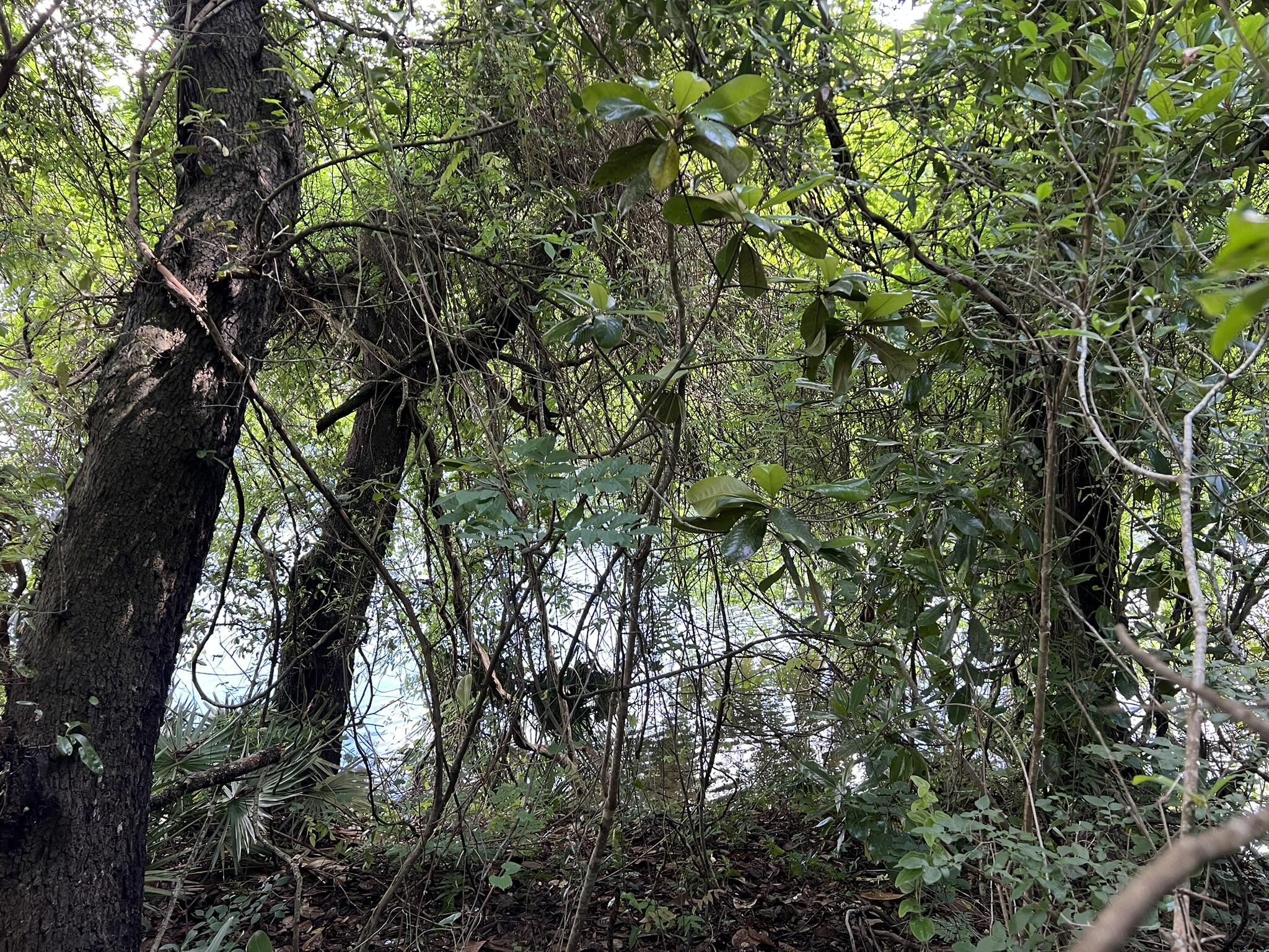 Xx Northwest Xx Nw Mooney Road Fort Walton Beach, FL 32547 - Photo 22 of 26 view of a tree