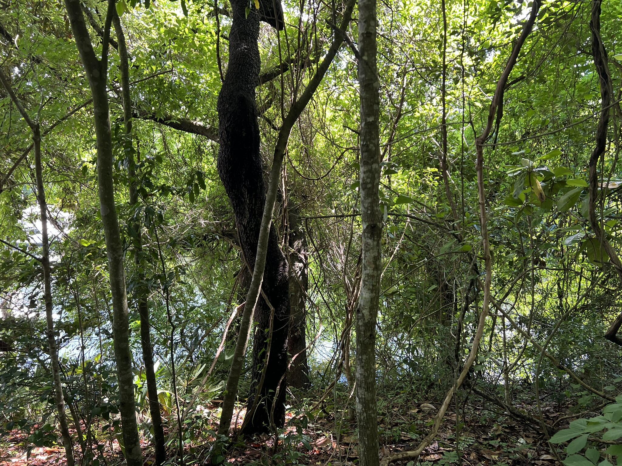 Xx Northwest Xx Nw Mooney Road Fort Walton Beach, FL 32547 - Photo 23 of 26 a view of forest