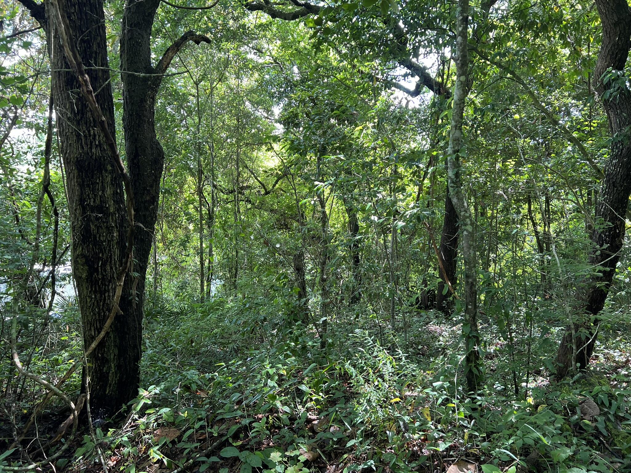 Xx Northwest Xx Nw Mooney Road Fort Walton Beach, FL 32547 - Photo 24 of 26 a view of a lush green forest