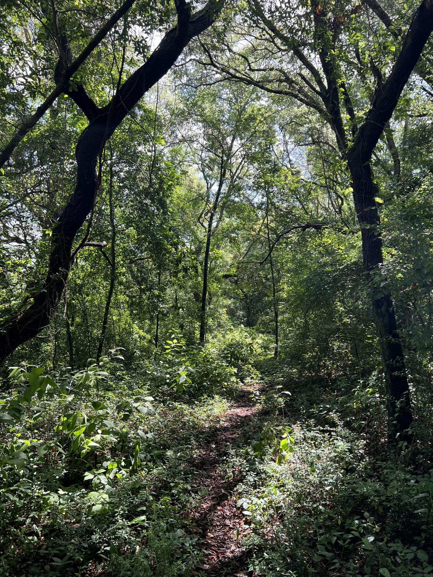 Xx Northwest Xx Nw Mooney Road Fort Walton Beach, FL 32547 - Photo 25 of 26 a view of a lush green forest