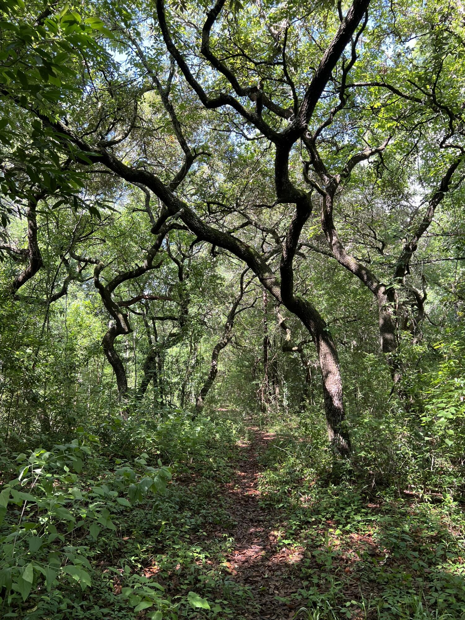 Xx Northwest Xx Nw Mooney Road Fort Walton Beach, FL 32547 - Photo 26 of 26 a picture of tree