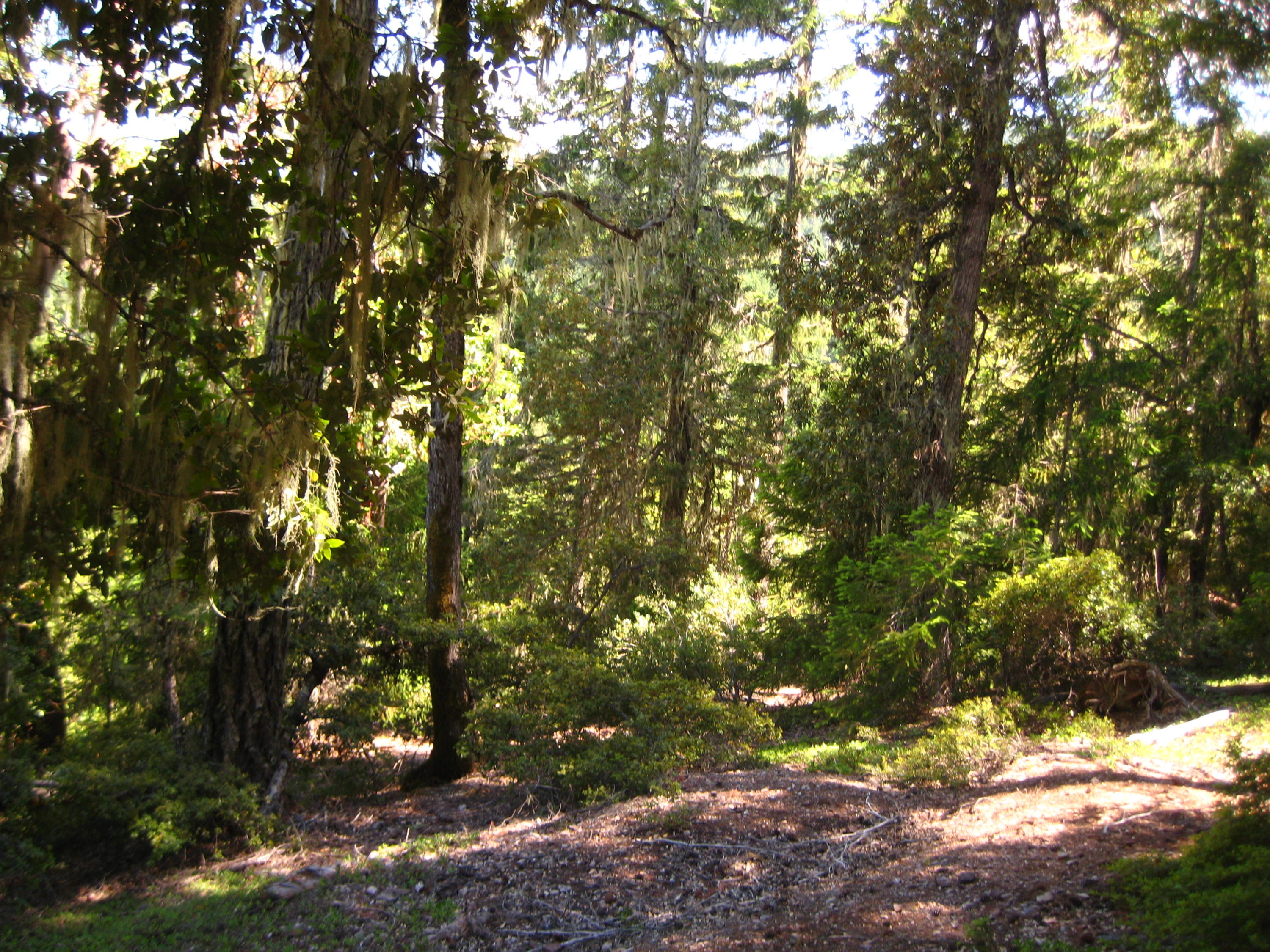 1.7 M Forest Hyampom, CA 96046 - Photo 3 of 6