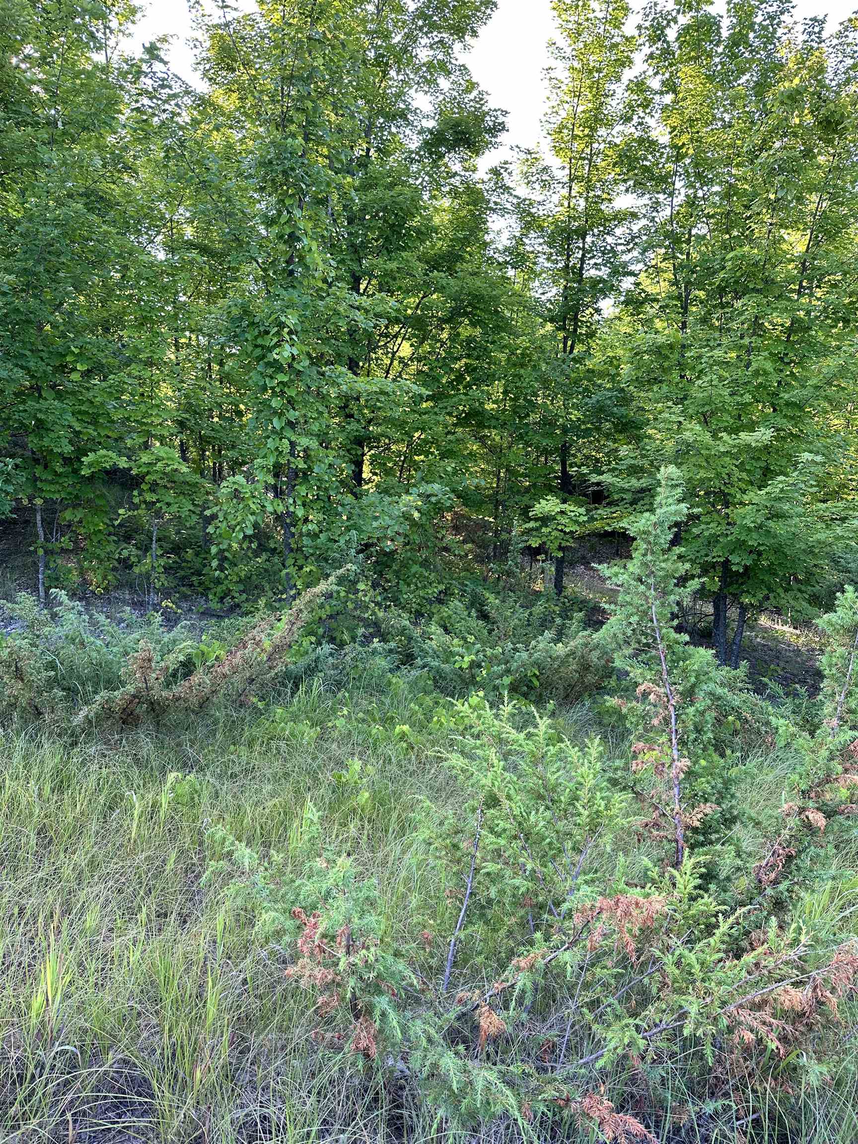 0 Ridge Lane Kewadin, MI 49648 - Photo 11 of 14