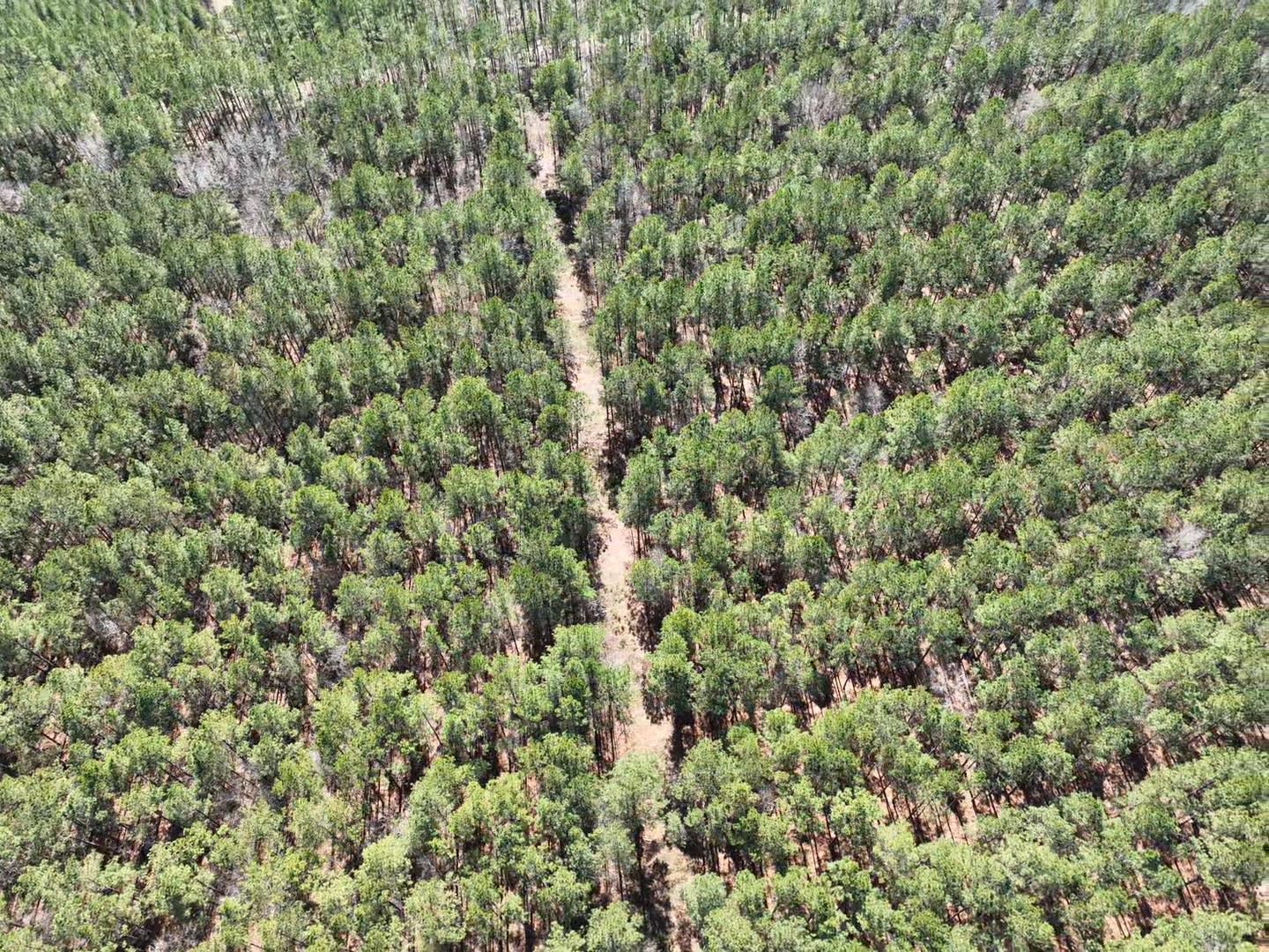 Tbd Rocky Ford Road Salters, SC 29590 - Photo 12 of 13