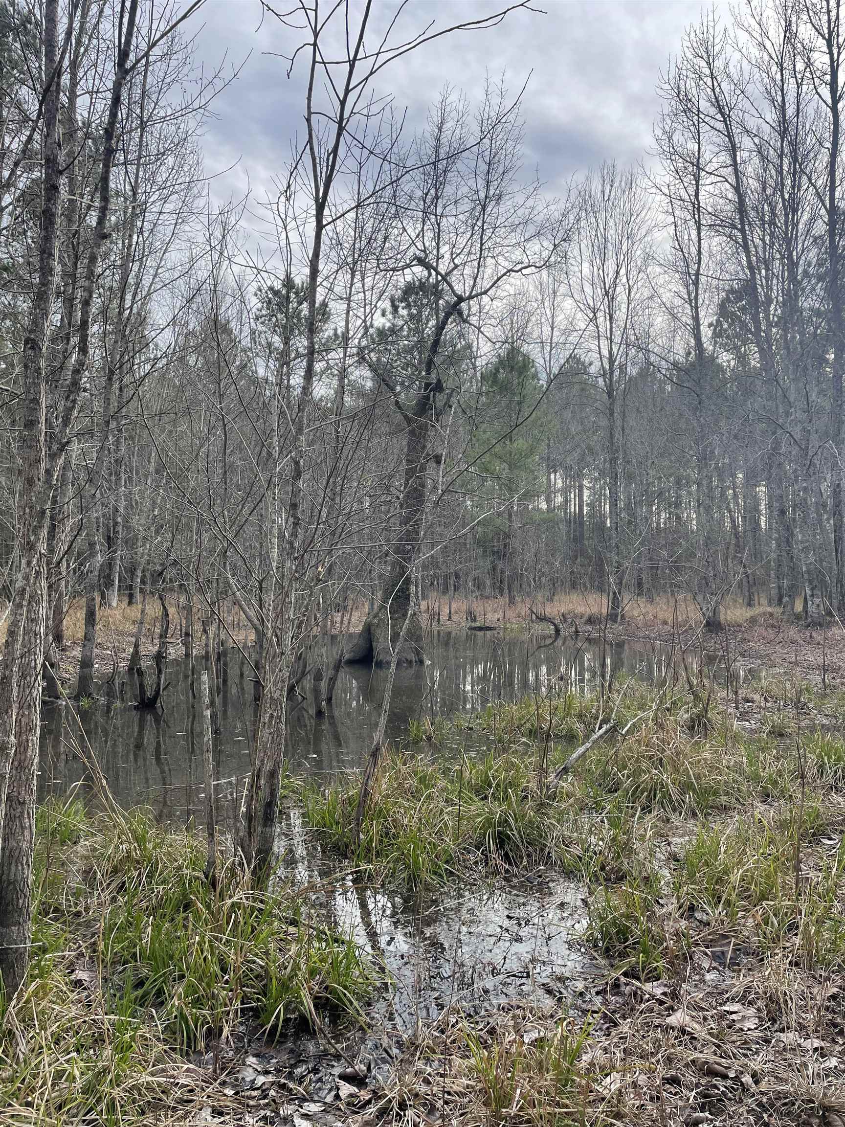 Tbd Rocky Ford Road Salters, SC 29590 - Photo 3 of 13