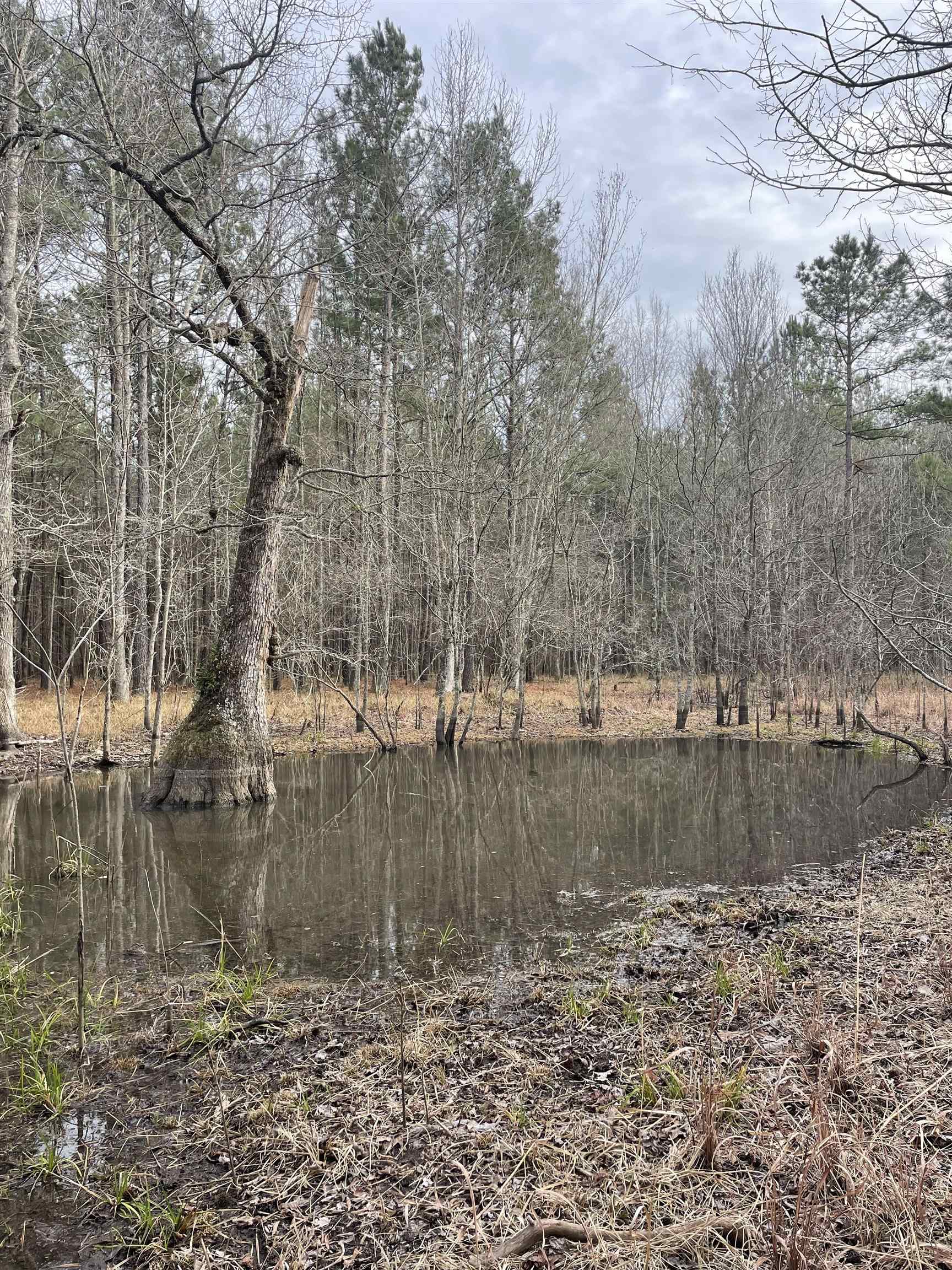 Tbd Rocky Ford Road Salters, SC 29590 - Photo 4 of 13