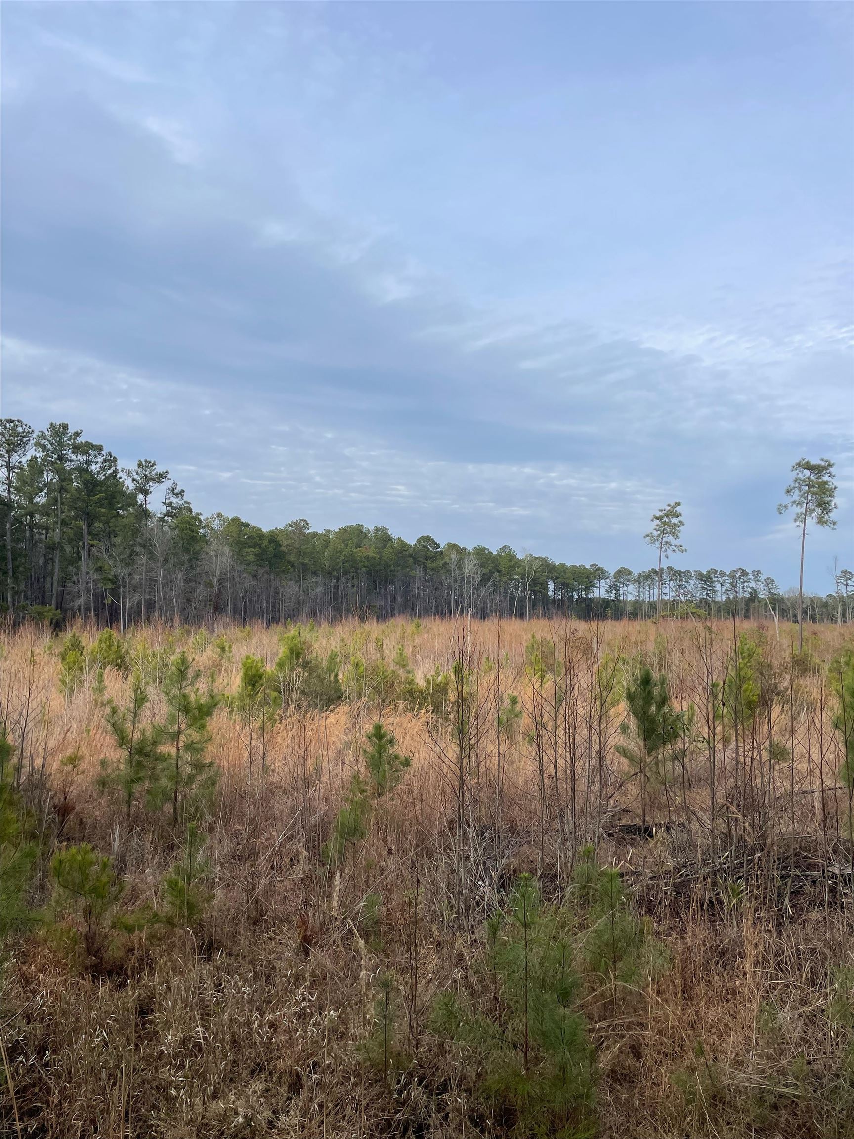 Tbd Rocky Ford Road Salters, SC 29590 - Photo 6 of 13