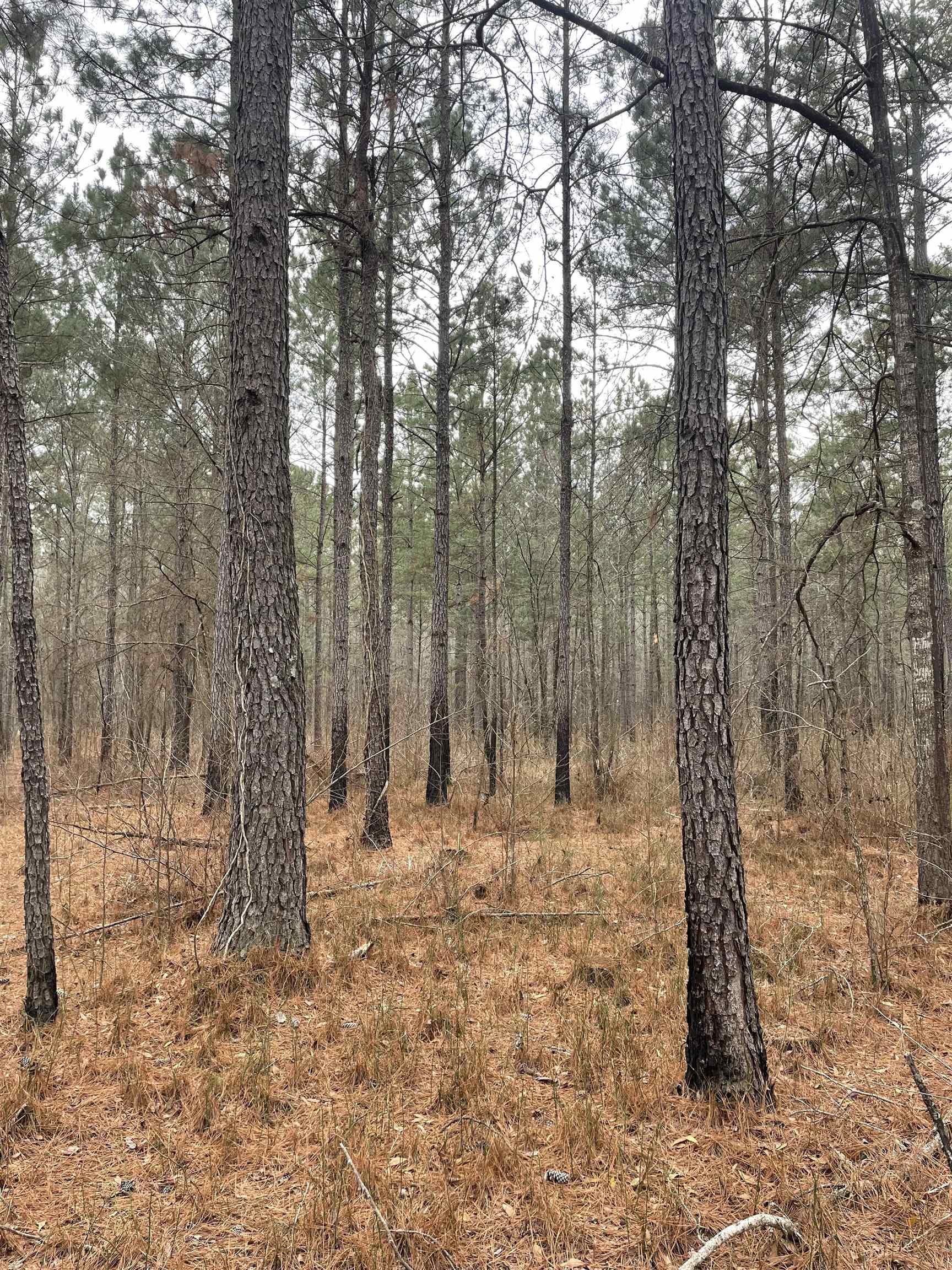 Tbd Rocky Ford Road Salters, SC 29590 - Photo 7 of 13