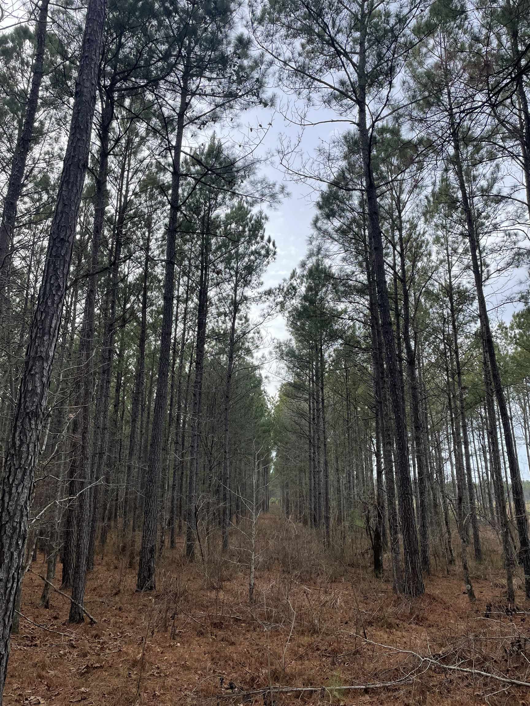 Tbd Rocky Ford Road Salters, SC 29590 - Photo 8 of 13