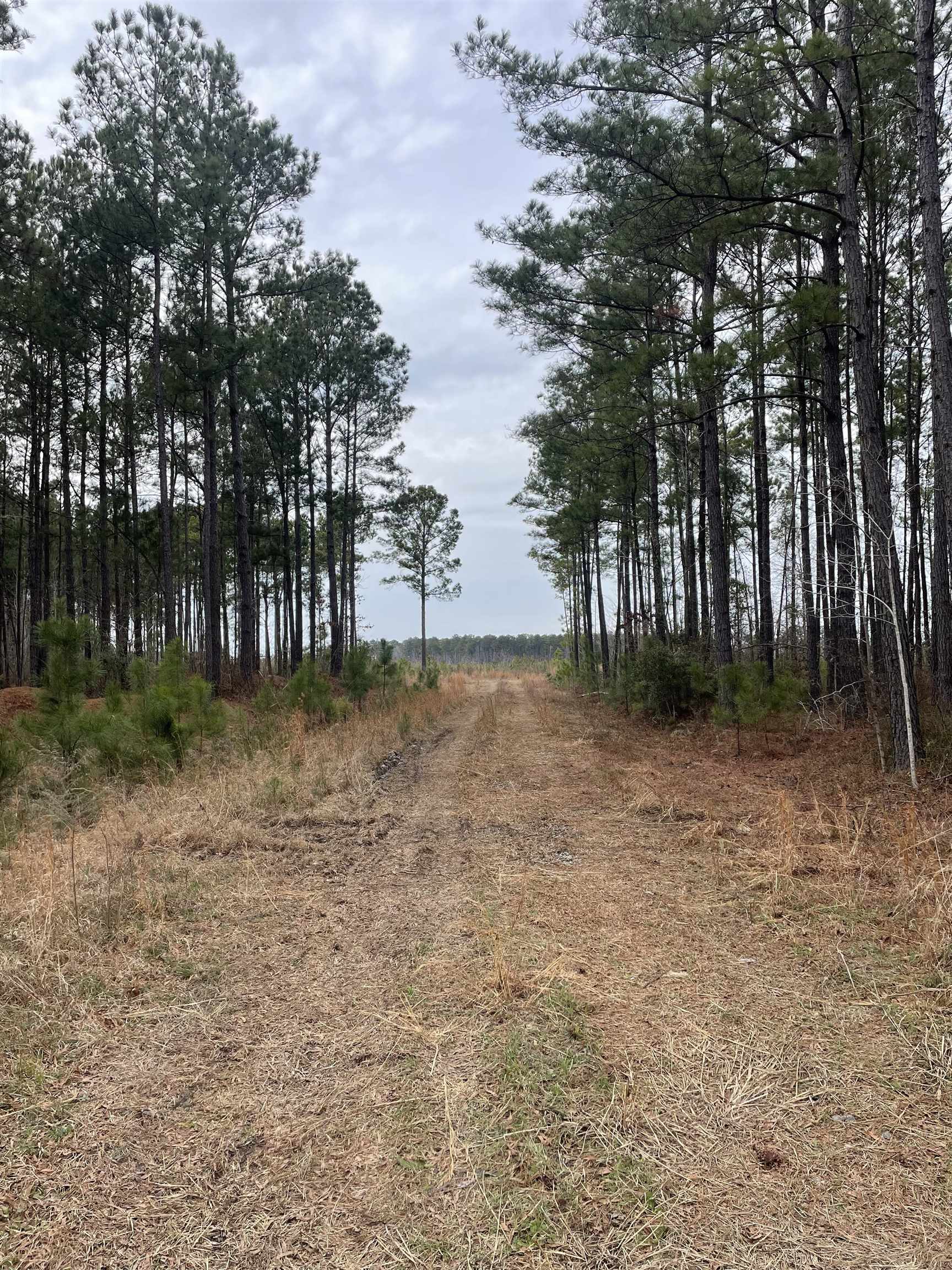 Tbd Rocky Ford Road Salters, SC 29590 - Photo 9 of 13