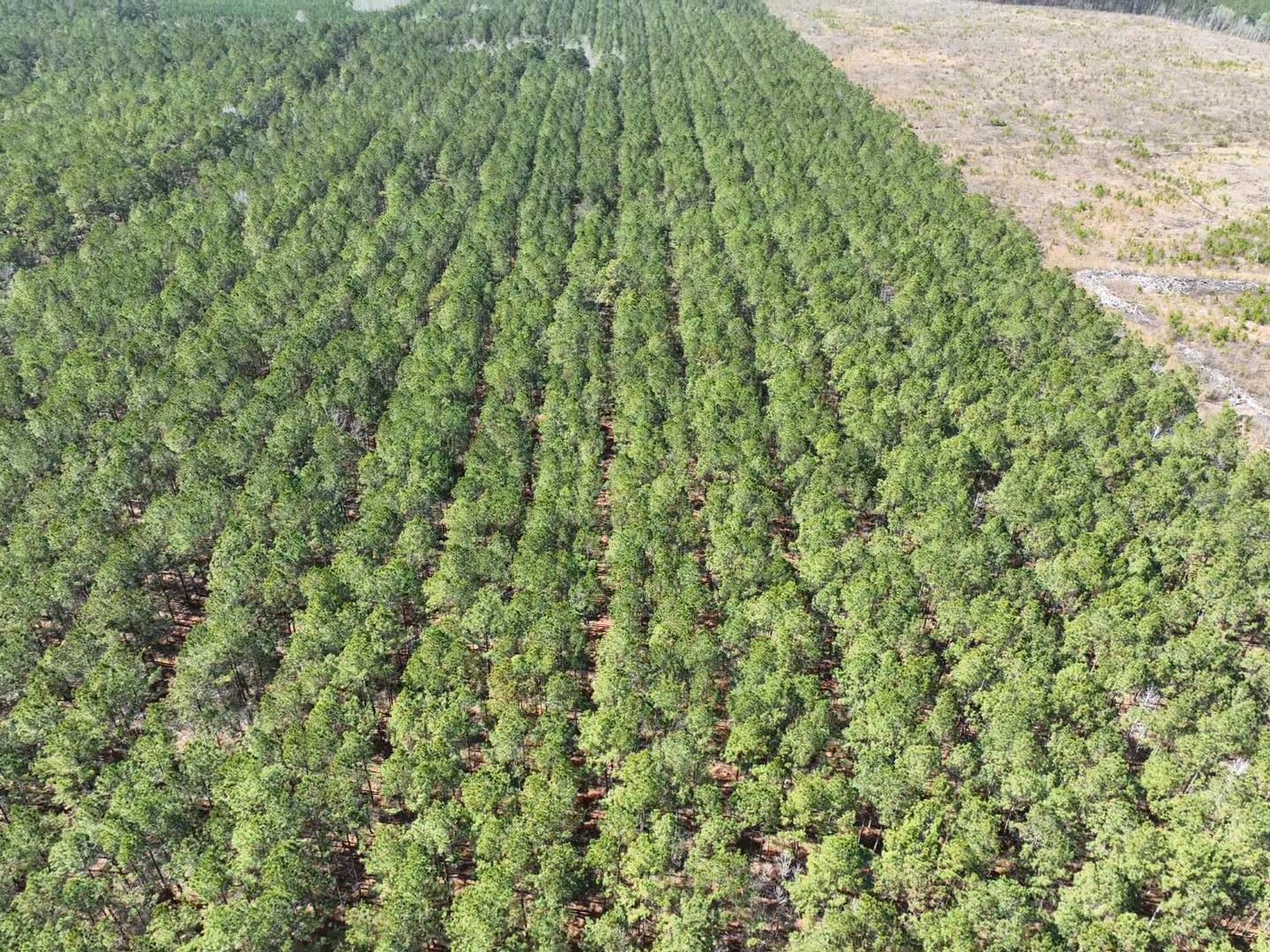 Tbd Rocky Ford Road Salters, SC 29590 - Photo 10 of 13