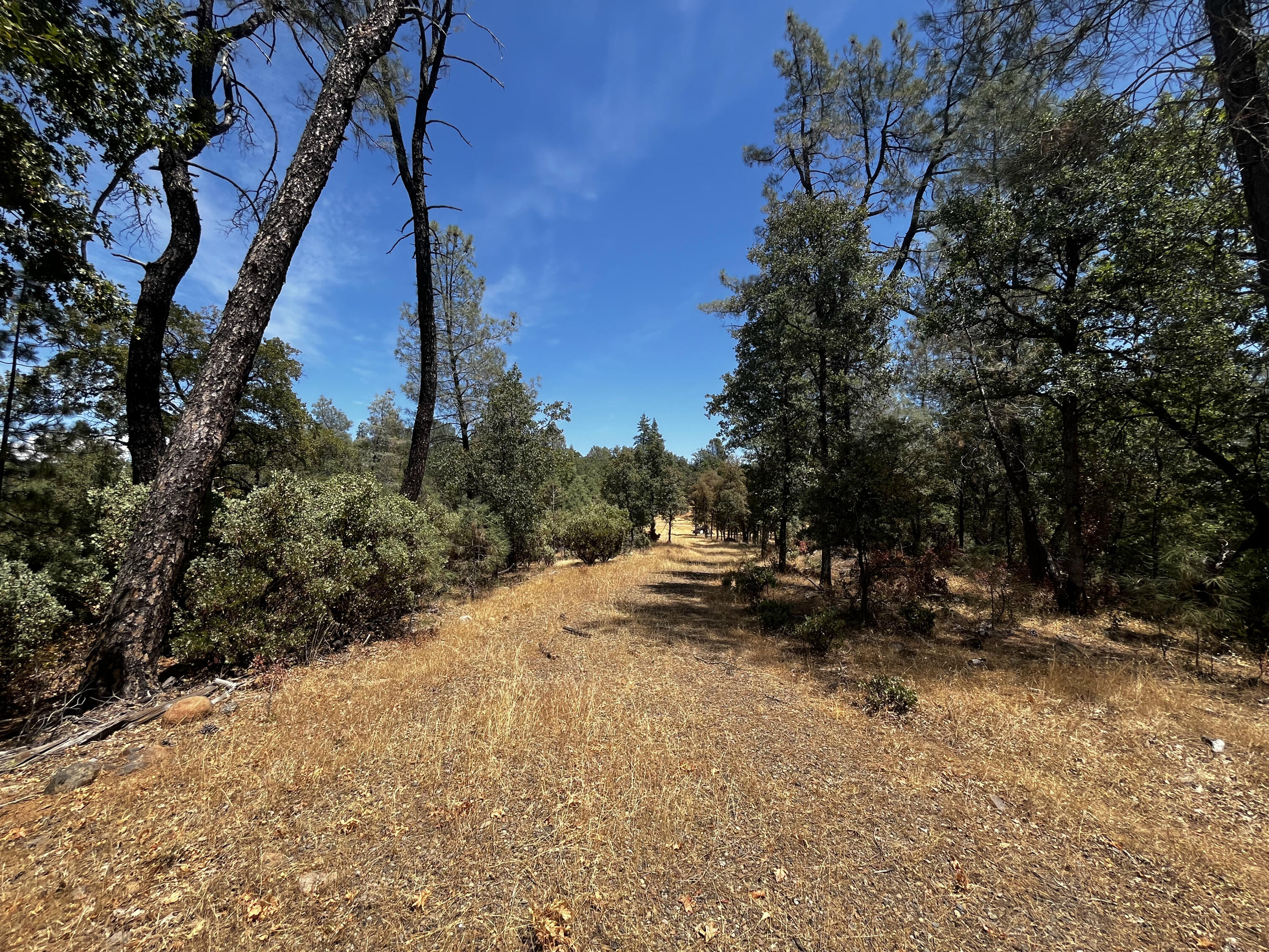 Backbone Road Bella Vista, CA 96008 - Photo 11 of 12 a view of a forest with trees