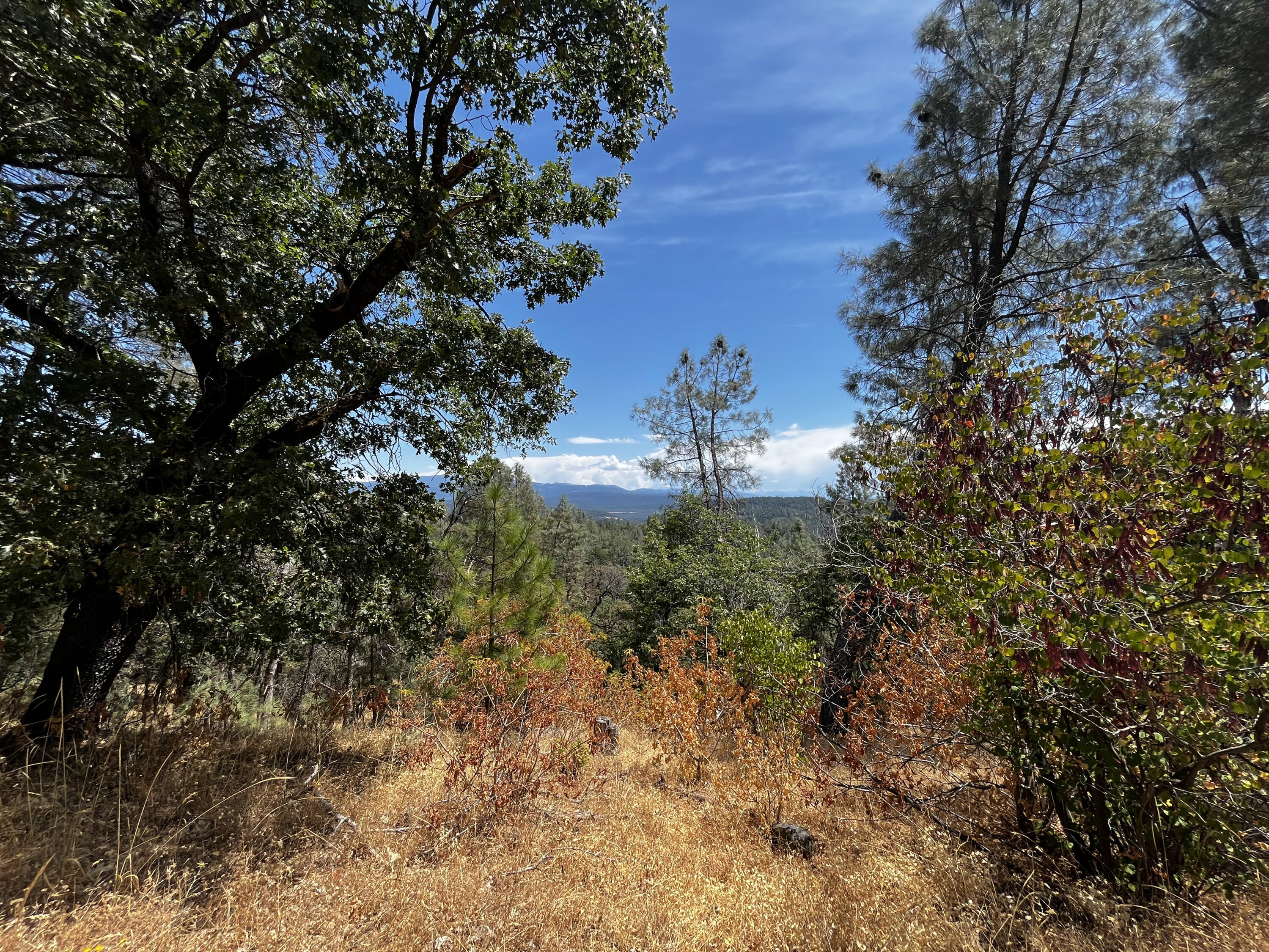 Backbone Road Bella Vista, CA 96008 - Photo 12 of 12 a view of a tree with a yard