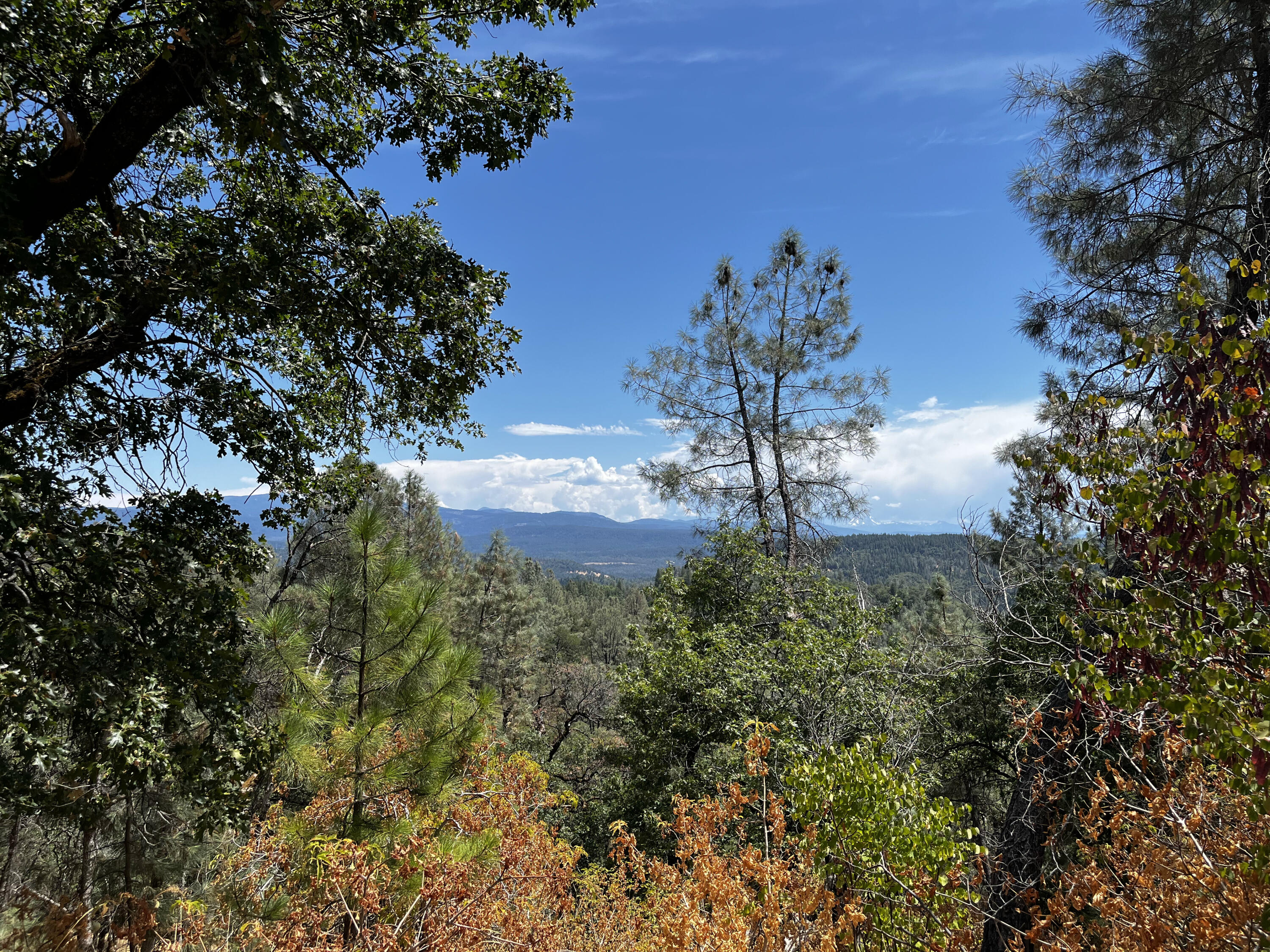 Backbone Road Bella Vista, CA 96008 - Photo 2 of 12 a view of a yard with a tree